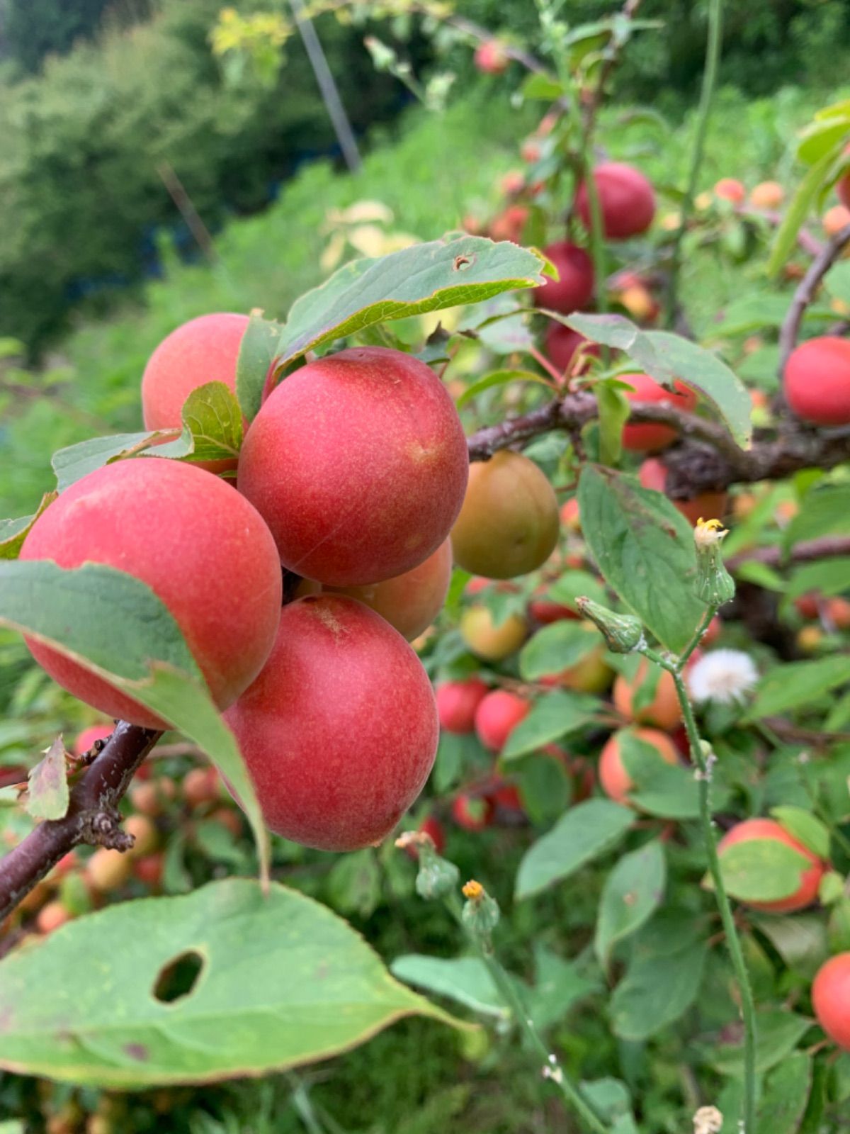 和歌山　露茜　クール便　10kg 和歌山 露茜 訳あり 10kg クール便 連絡先電話番号を必ず連絡を