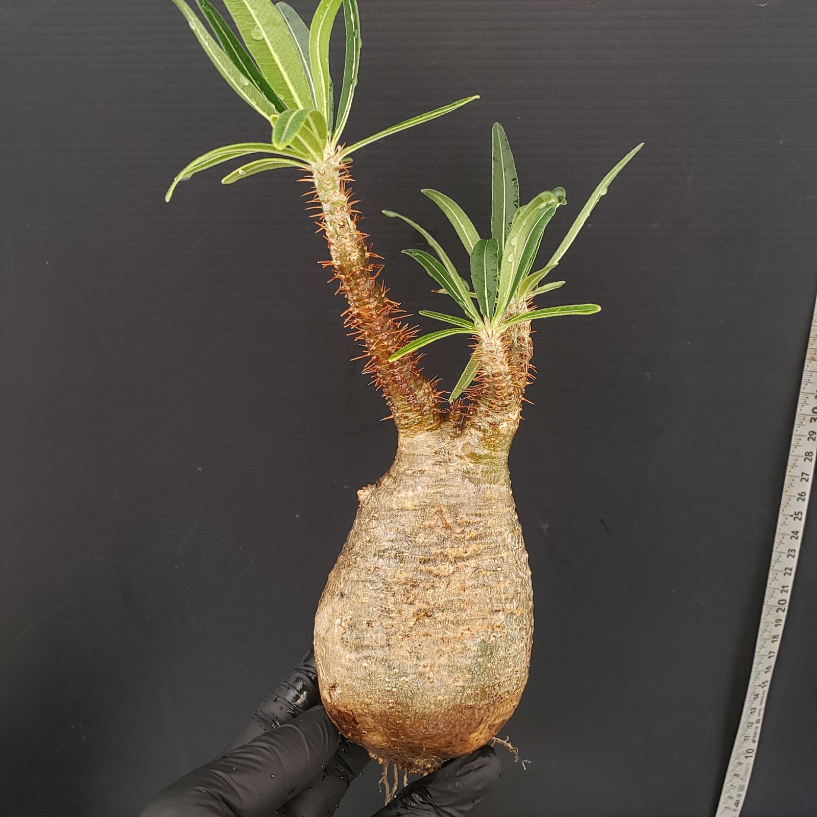 S253【自社養生・発根株】Pachypodium グラキリス（S）（株