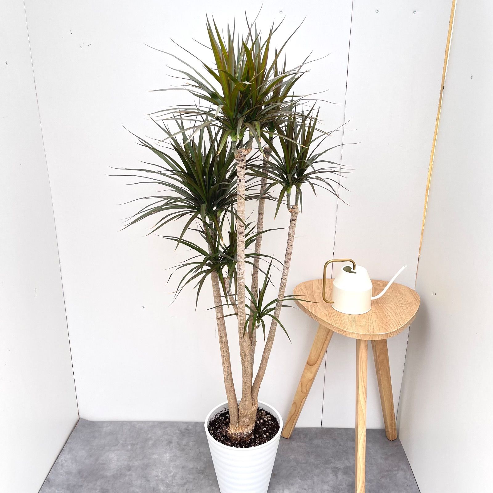 ドラセナ コンシンネ マジェンタ 1 現品 観葉植物 室内 大型