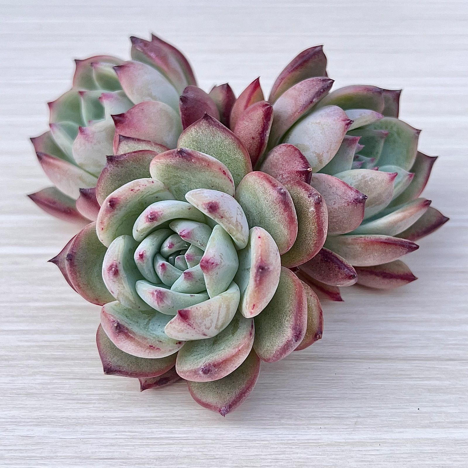 上質✨多肉植物 ラタム【中】厳選苗 人気品種 韓国苗 - メルカリ 上質✨多肉植物 ラタム【中】厳選苗 人気品種 韓国苗 - メルカリ