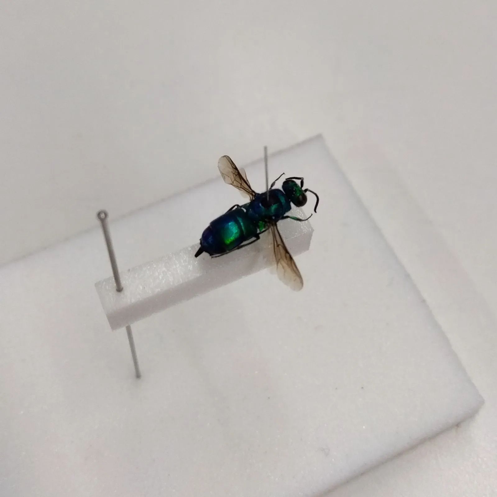 イラガイツツバセイボウ（青蜂）標本 珍しいハチの一種です - メルカリ