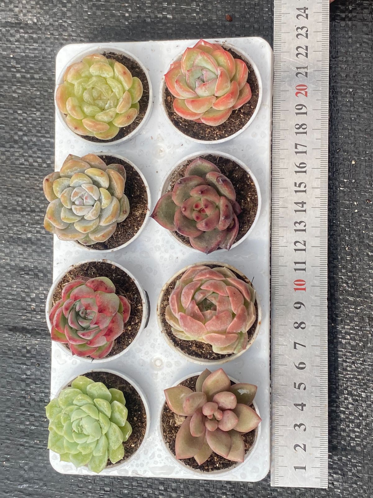 🌿【特価】数量限定 カラフル多肉植物8種セット《鉢付き・抜き苗