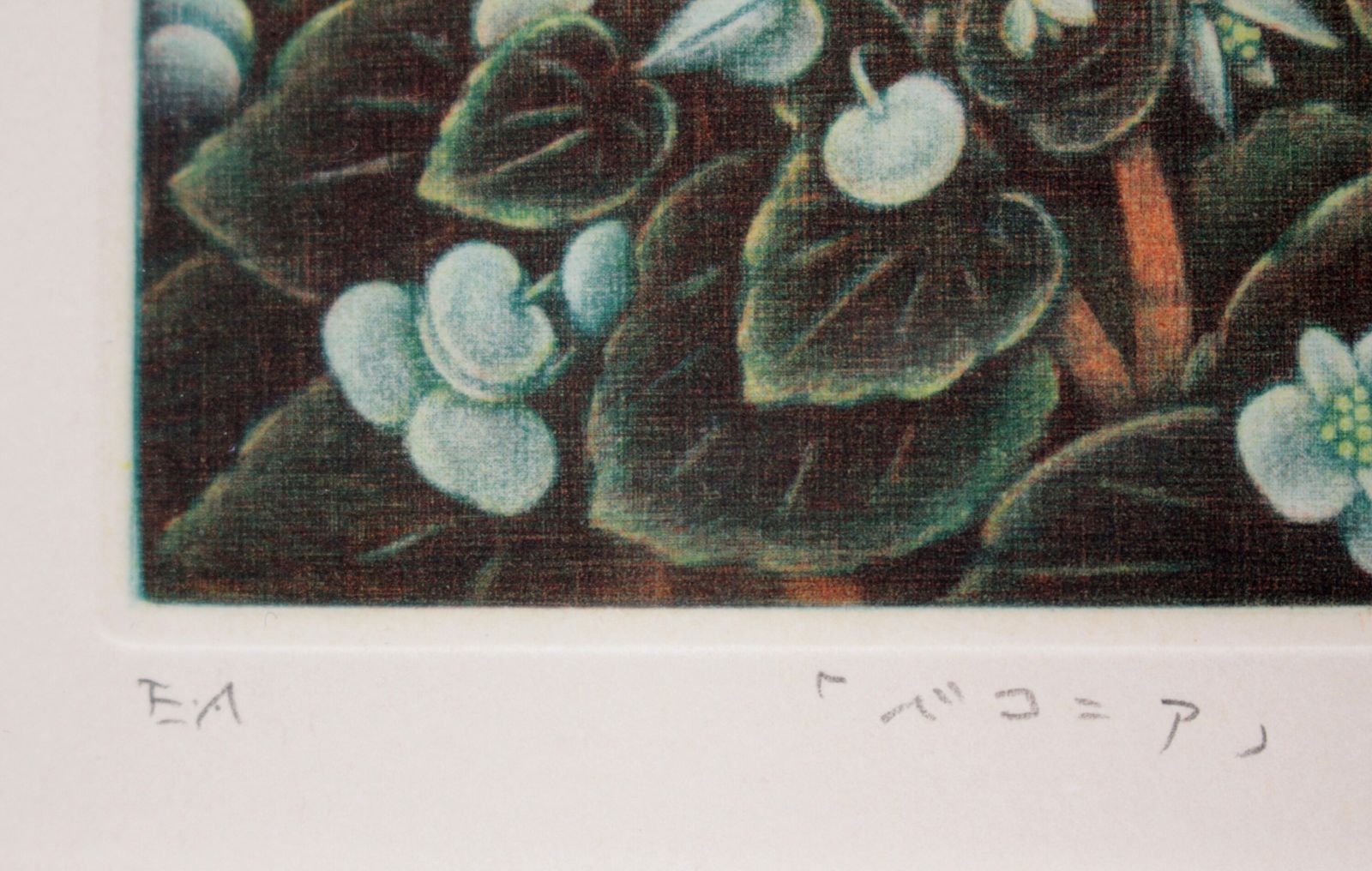 美術品・アンティーク・コレクション 清水敦 「ベコニア」 銅版画 絵画