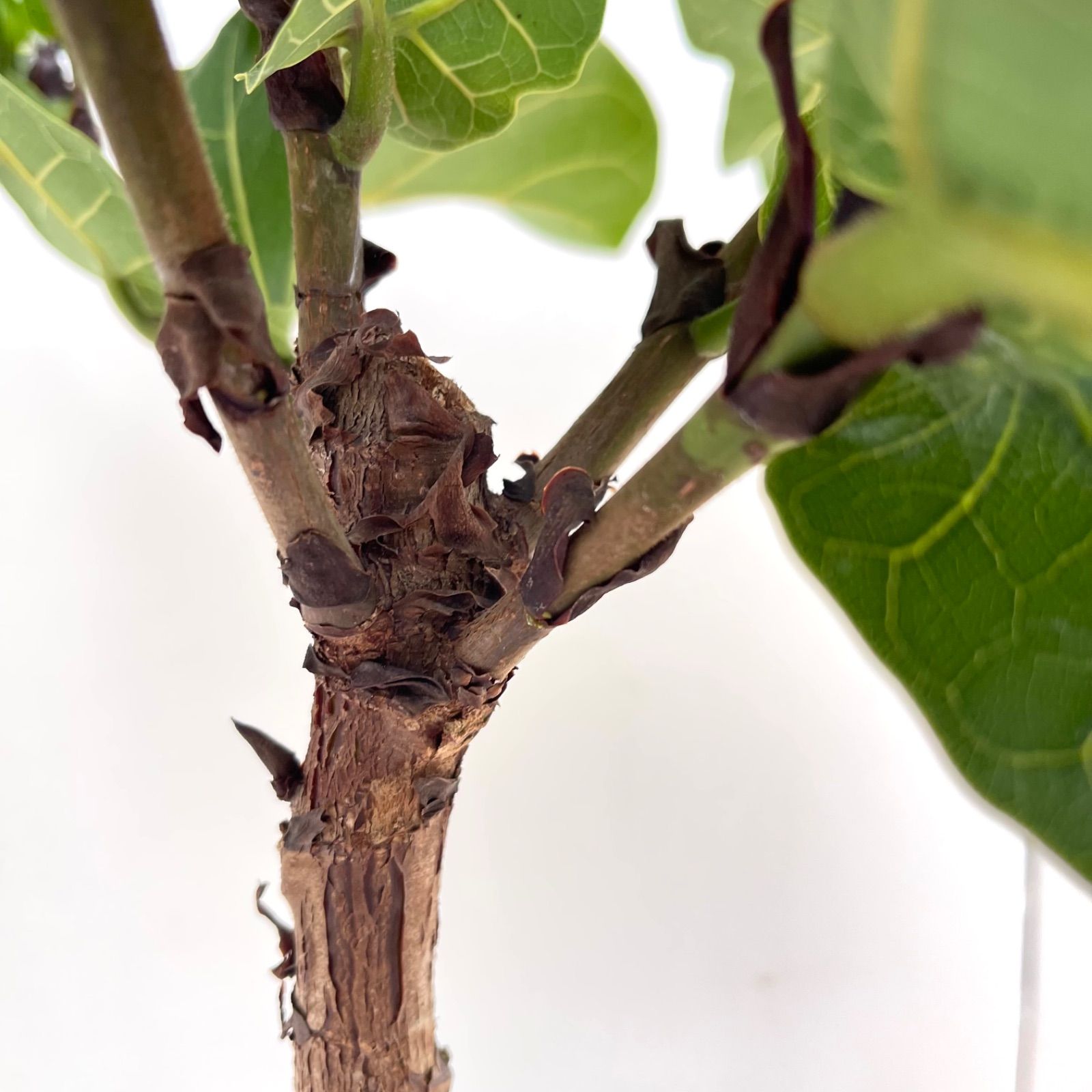 フィカス リラータ