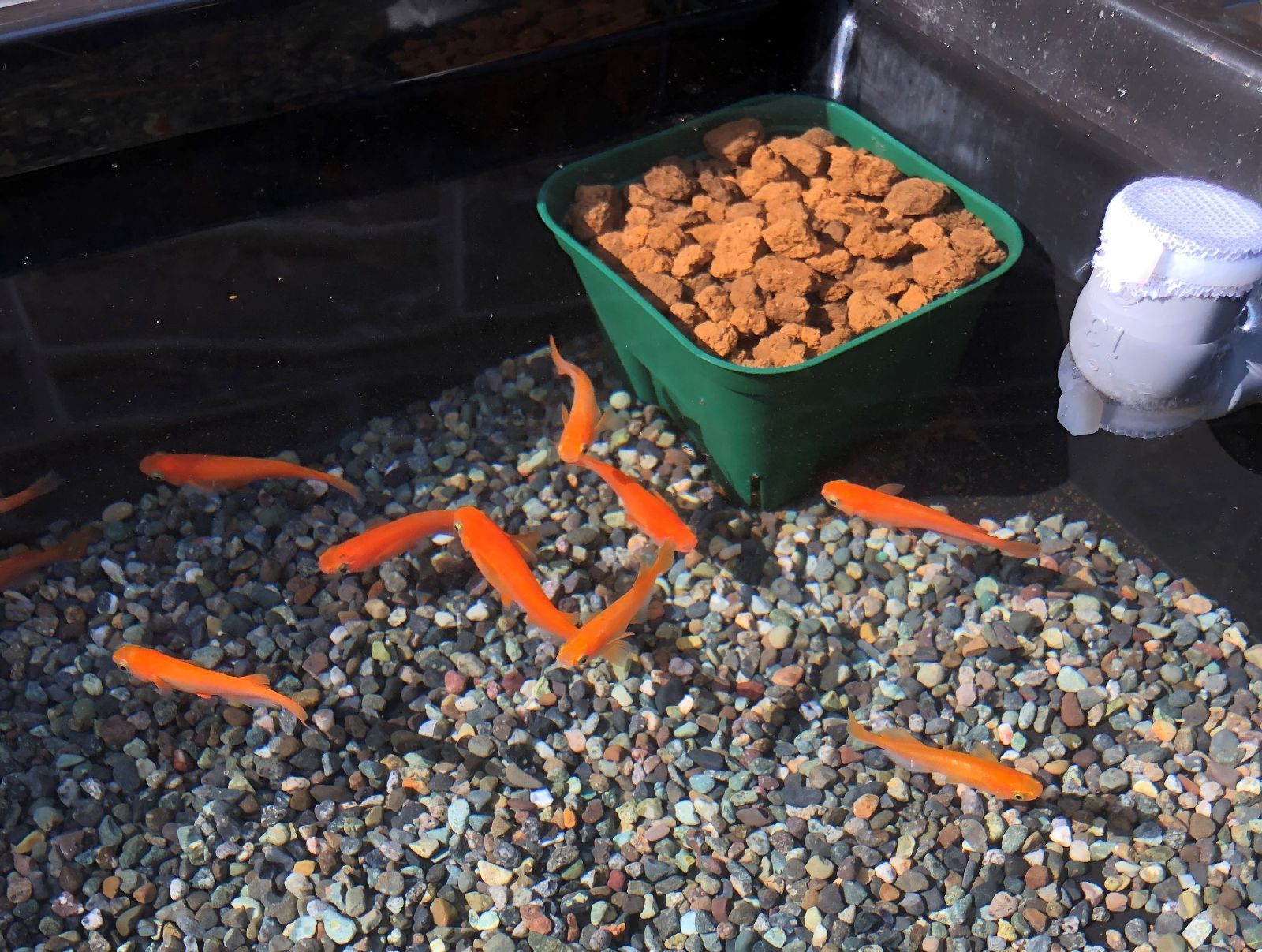 樽型めだか飼育ケース【大】大磯石、赤玉土セット - メルカリ
