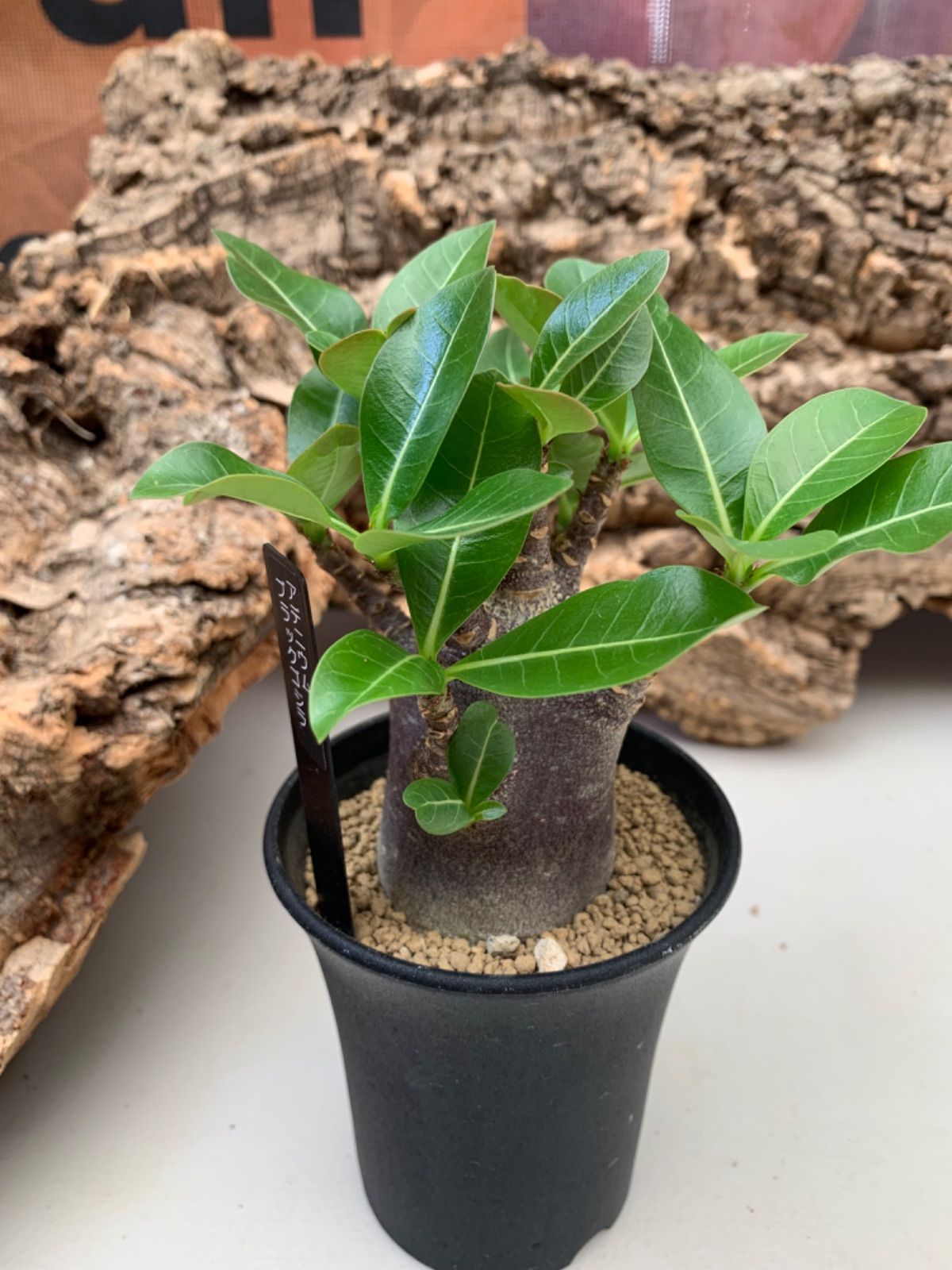 アデニウム　ブラックゴジラ（希少・美株） アデニウム ブラックゴジラ（希少・美株） アデニウム・ブラックゴジラ