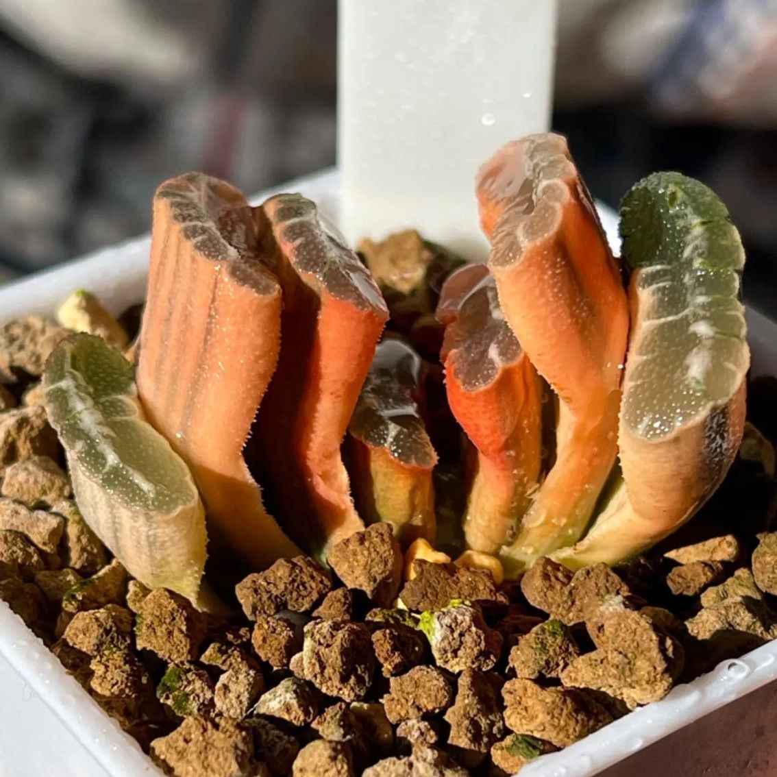ハオルチア 多肉植物 赤斑玉扇錦 超美株 - インテリア小物
