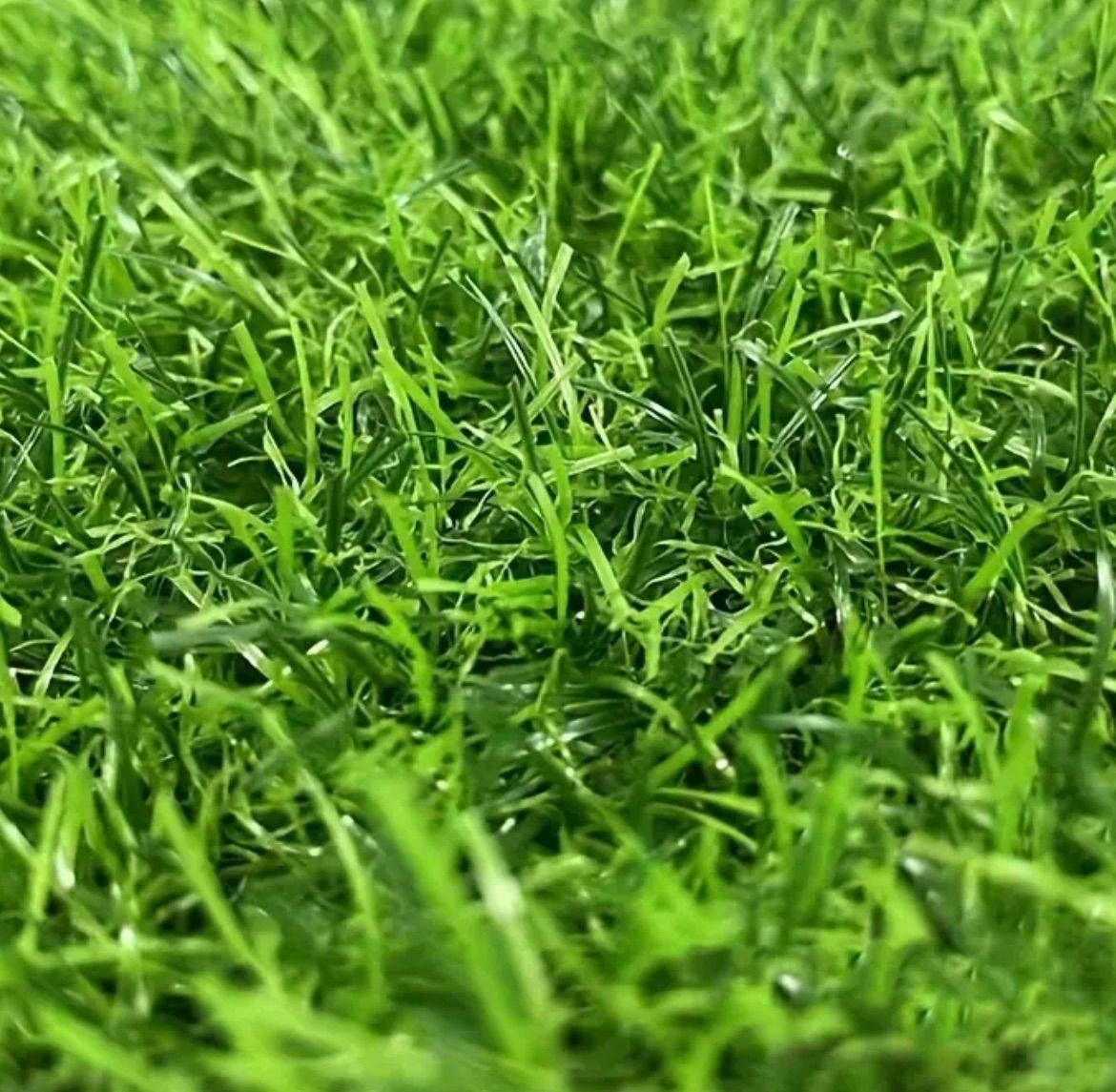 カーペット