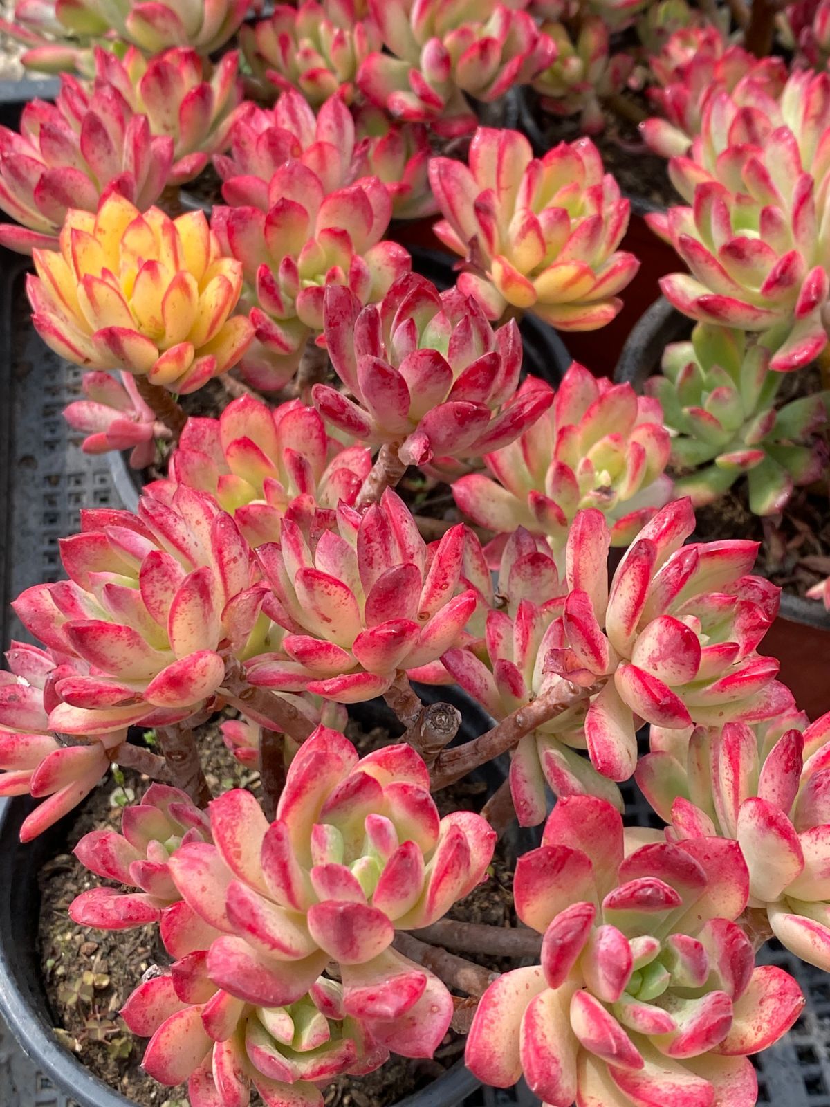 DP680 多肉植物
