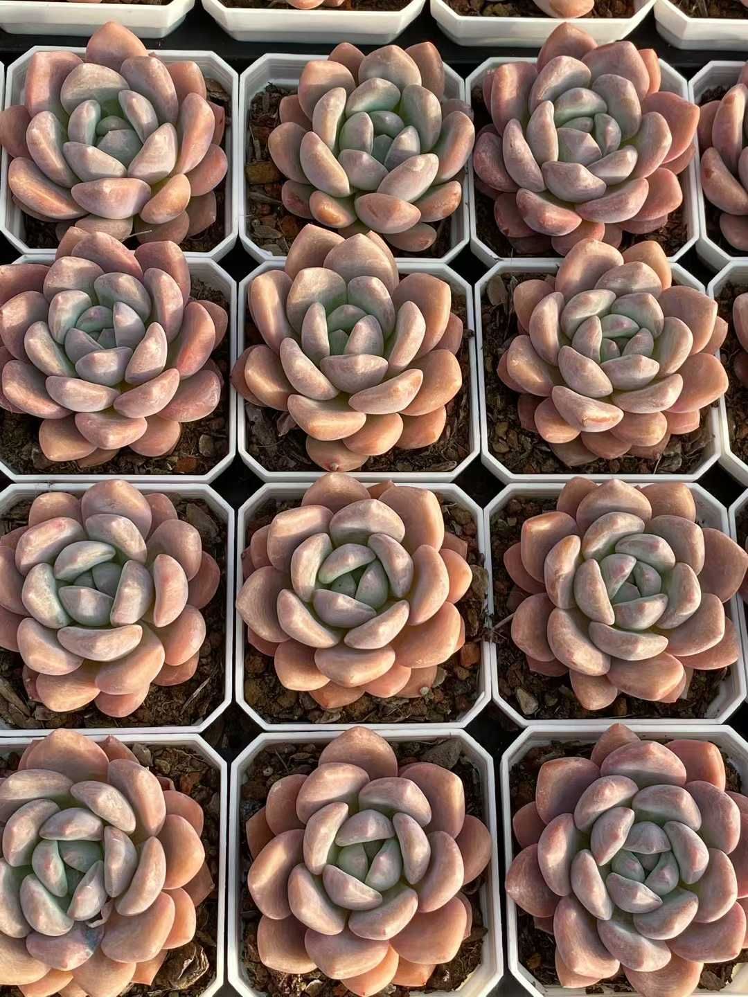 50株の抜き苗セット スイートハート 多肉植物 佐川急便発送 エケベリア 韓国苗 QS1168 YUZUMIYA_COM