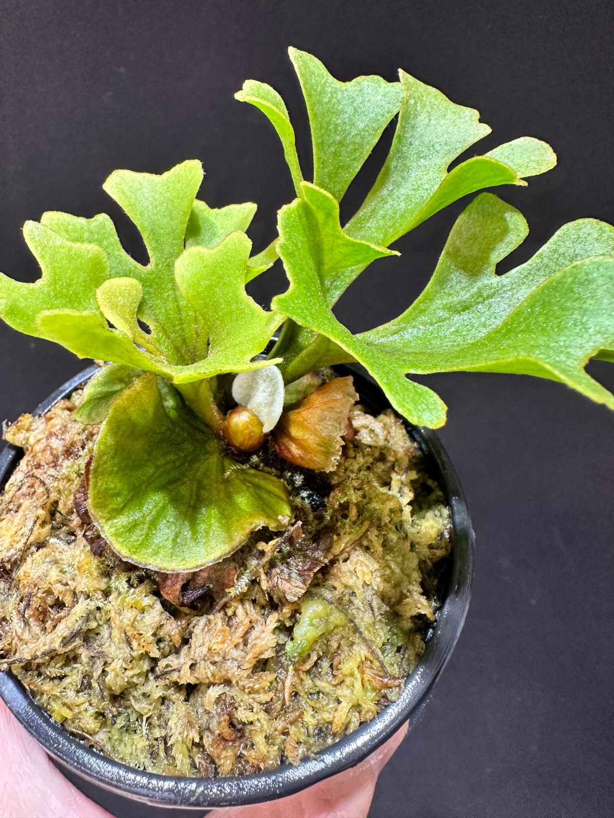 ビカクシダ リドレイ ドワーフシルベリー Dwarf Silvery リドレイ