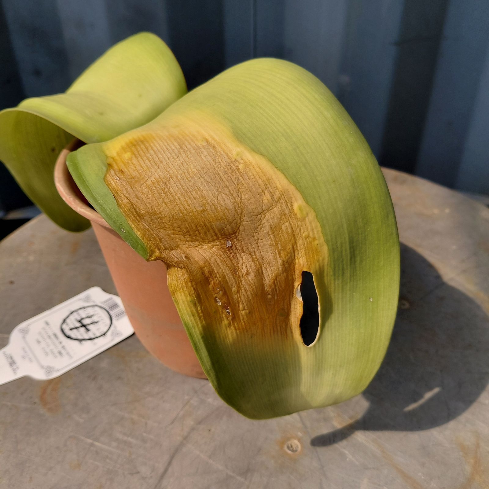 ④現品ピンク花 2芽マユハケオモト ハエマンサス5号鉢付き 桃花 宅配便 WWW_GEBZETESISAT_COM_TR