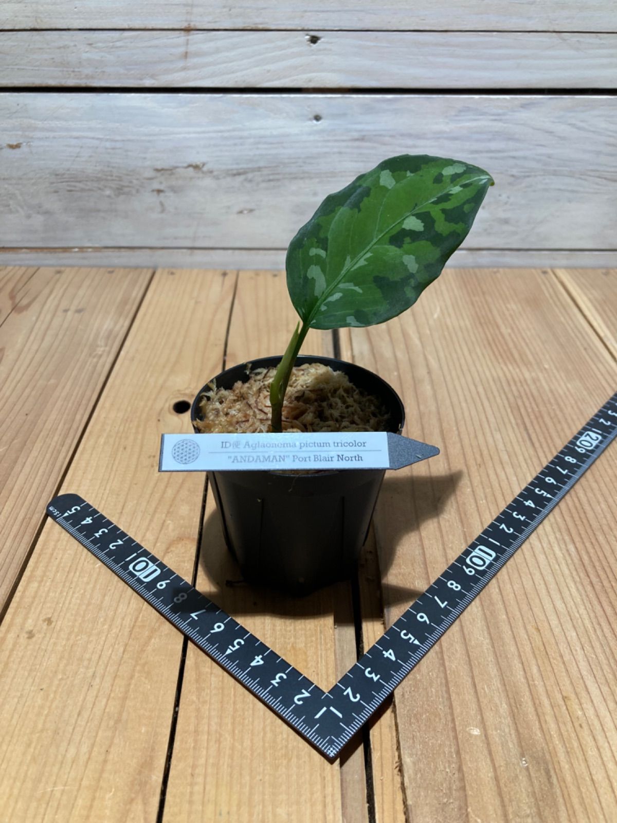 極上株❗️ID便 アグラオネマ ピクタム トリカラー アンダマン