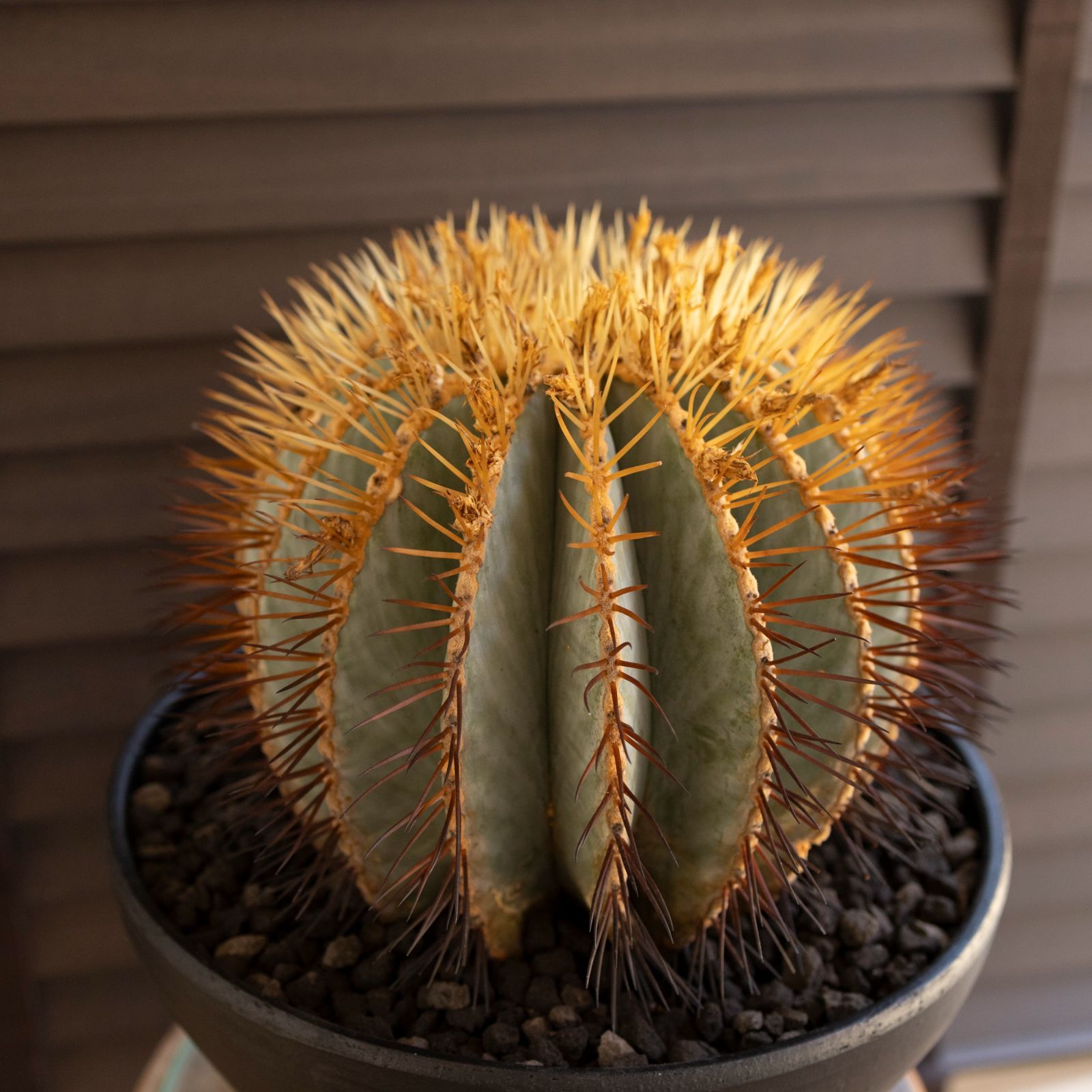発根済】30cm 王冠竜 フェロカクタス ブルーバレルカクタス