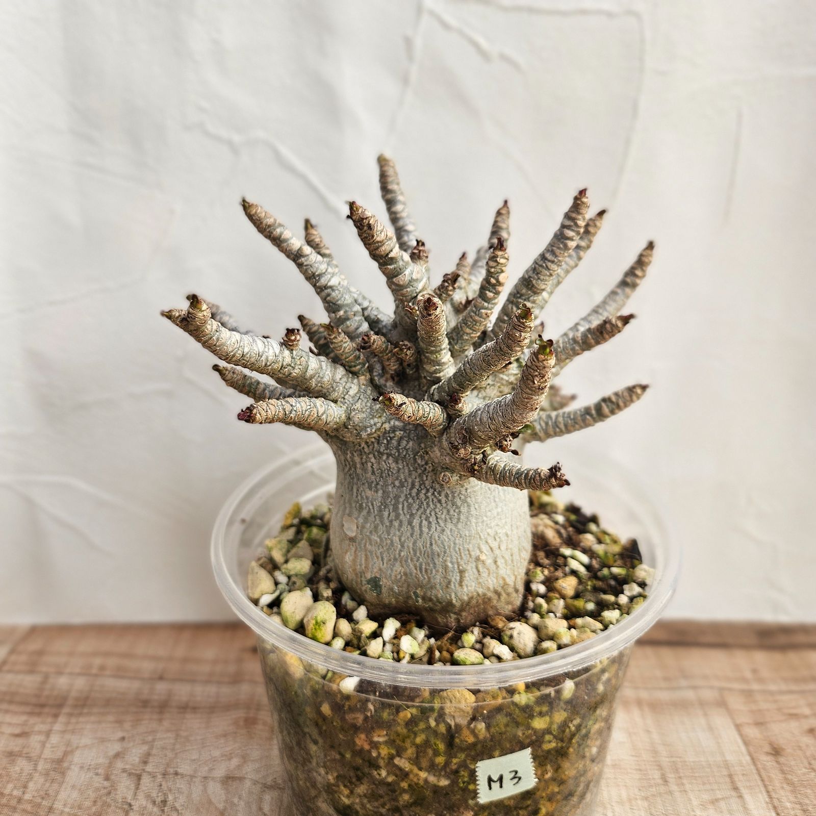 M3《 Adenium Arabicum D.H.A》アデニウム アラビカム 獅子葉