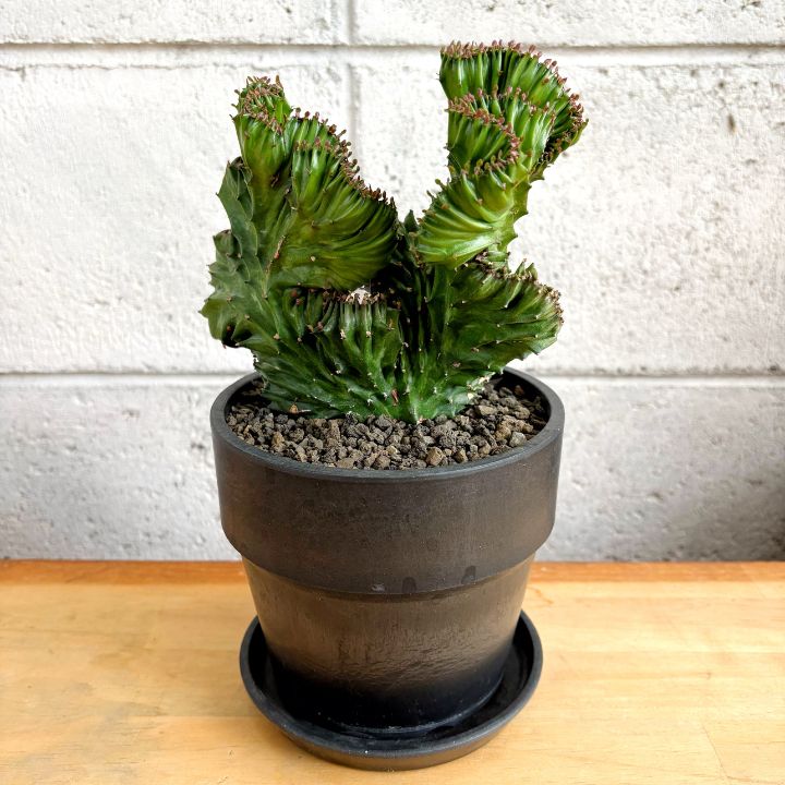 多肉植物】現品 ユーフォルビア ラクティア ラクテア 綴化 石化 4号