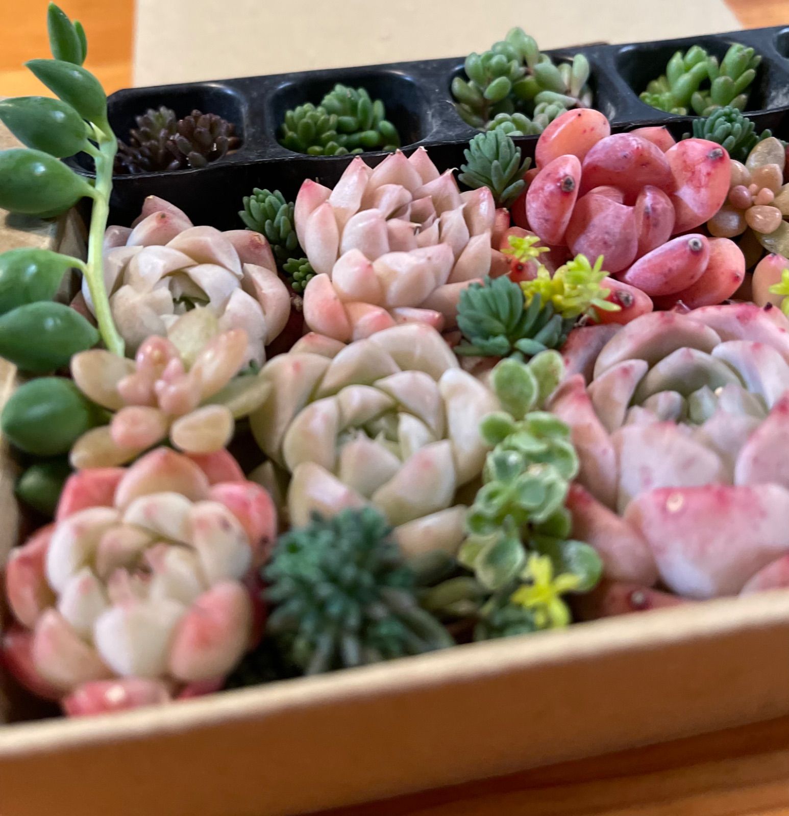 多肉植物 多肉植物詰め合わせセット 寄せ植えセット セダム エケベリア