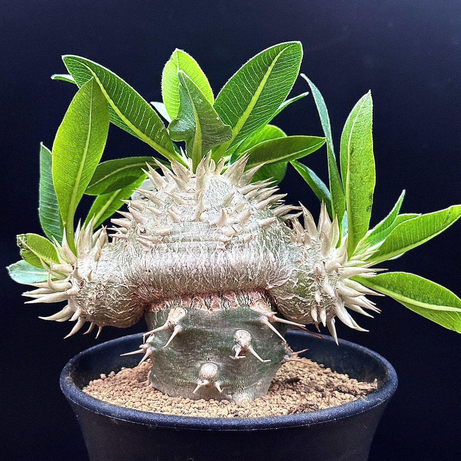 3.5号】パキポディウム 白花恵比寿笑い レウコキサンツム ラメリー接ぎ