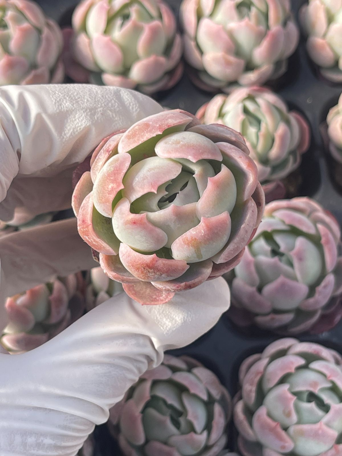 72株 S23-4 多肉植物 エケベリア ベリー 超美苗 サボテン 観葉植物 花 