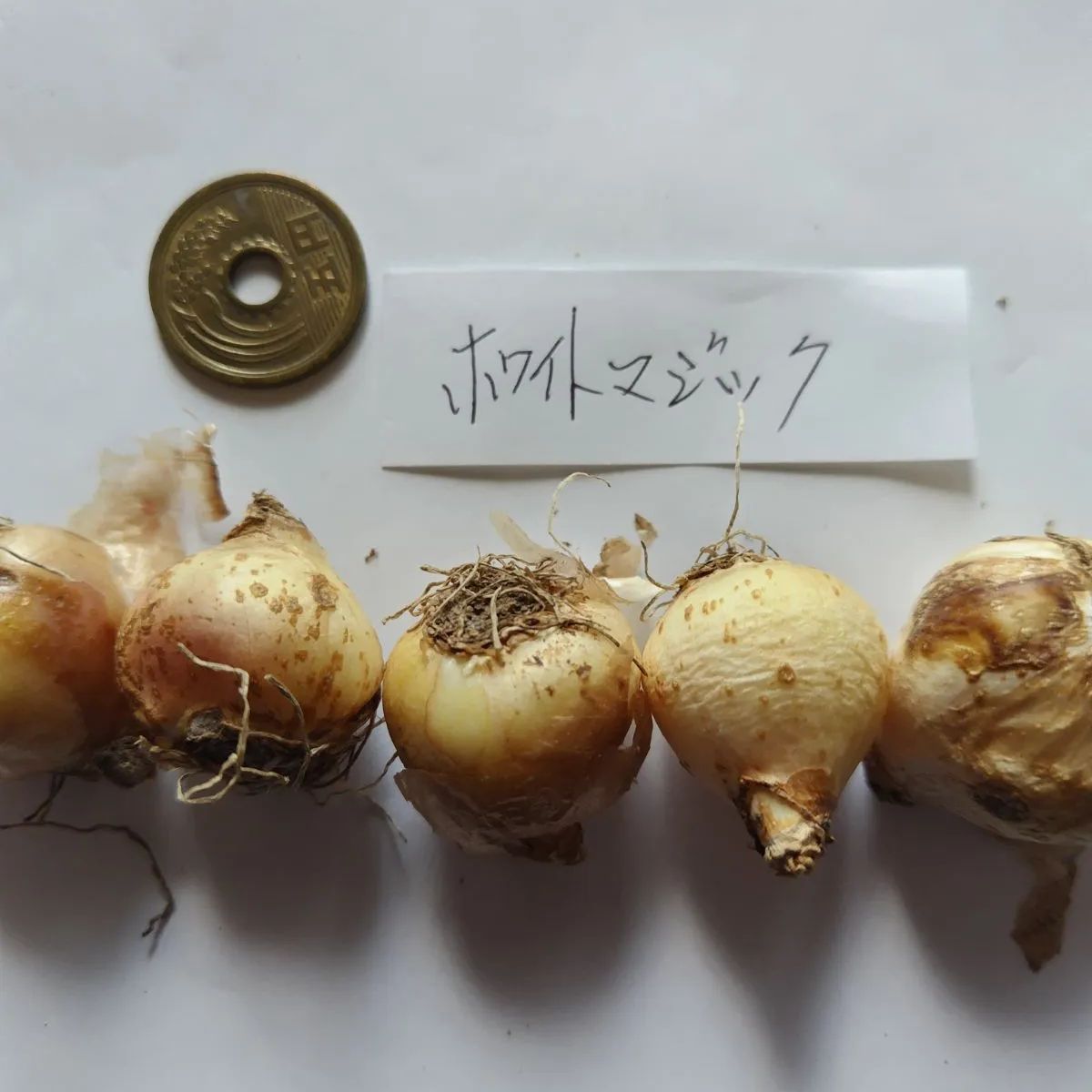 ムスカリ球根 ホワイトマジック10球根 - メルカリ