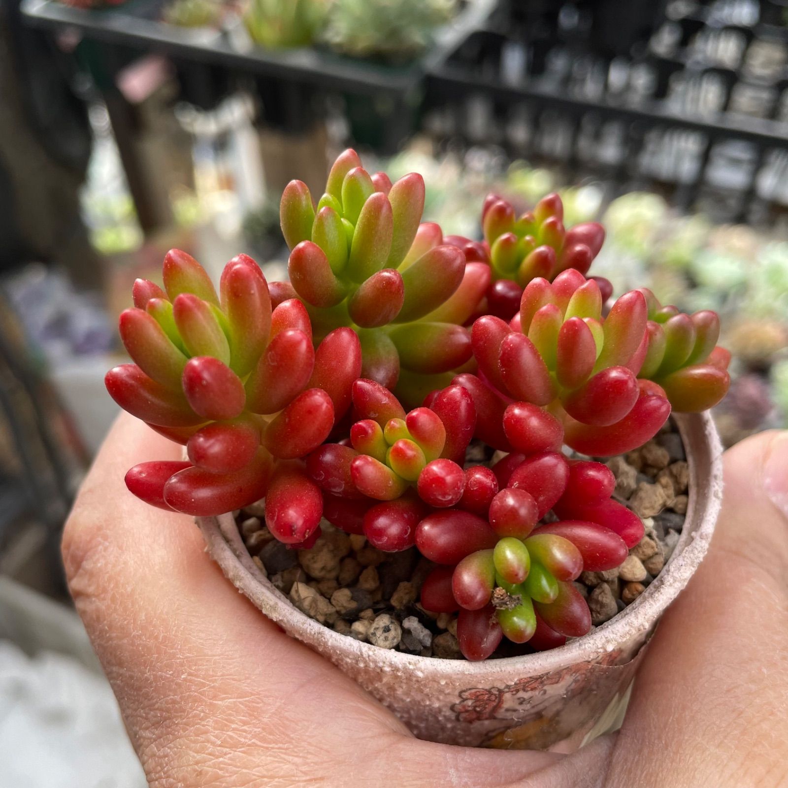 多肉植物 抜き苗 Big Red 【公式通販】