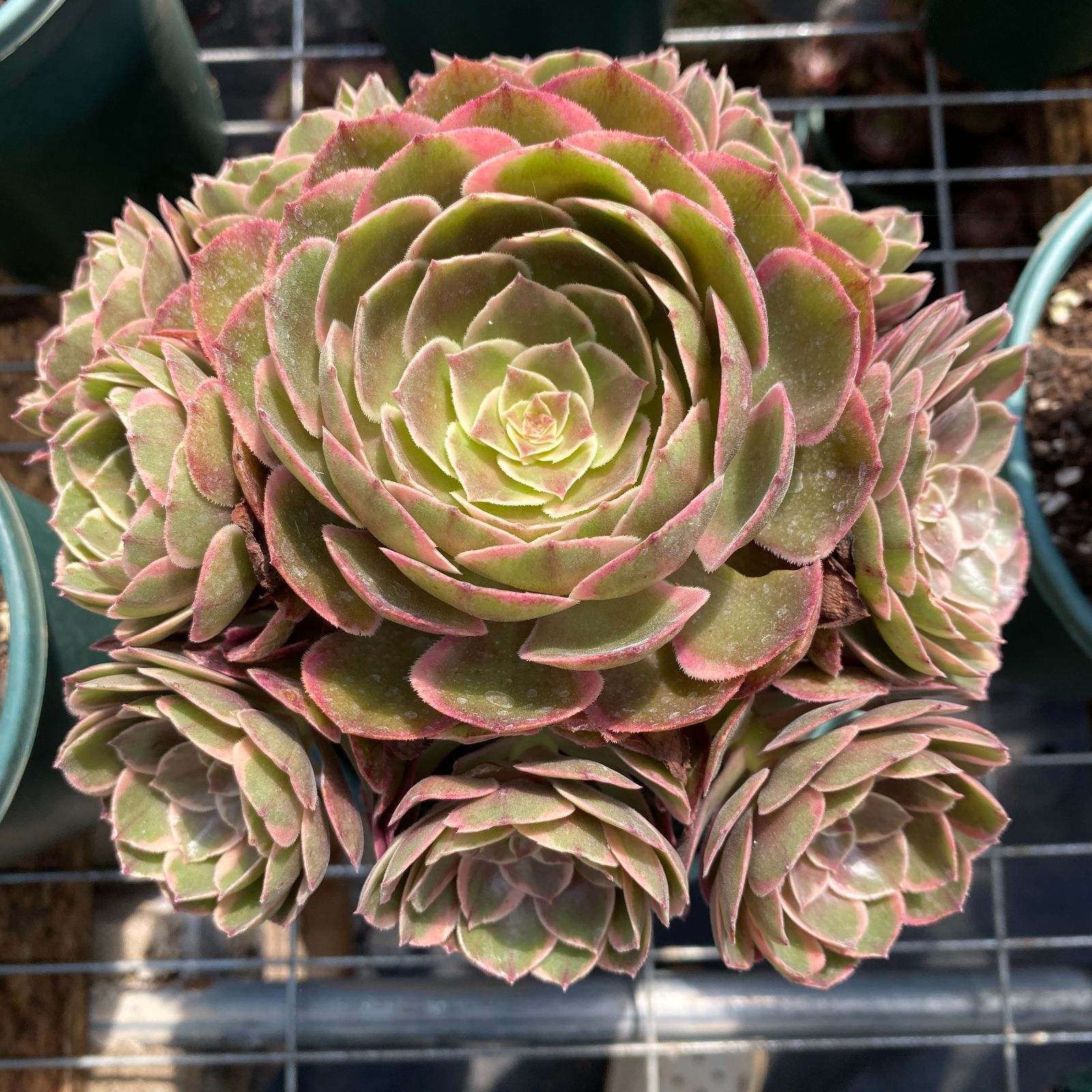 16株の抜き苗セット】粉花妖（ふんかよう） 多肉植物 佐川急便