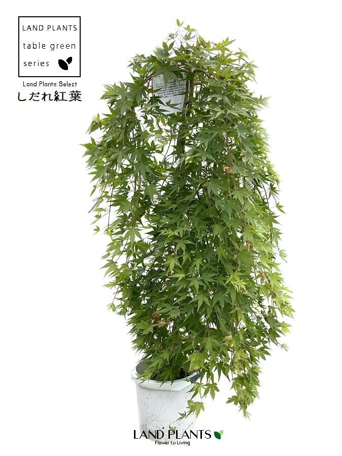 アカシデ 雑木 山採り －アオダモ、アオハダ、カエデ、モミジー