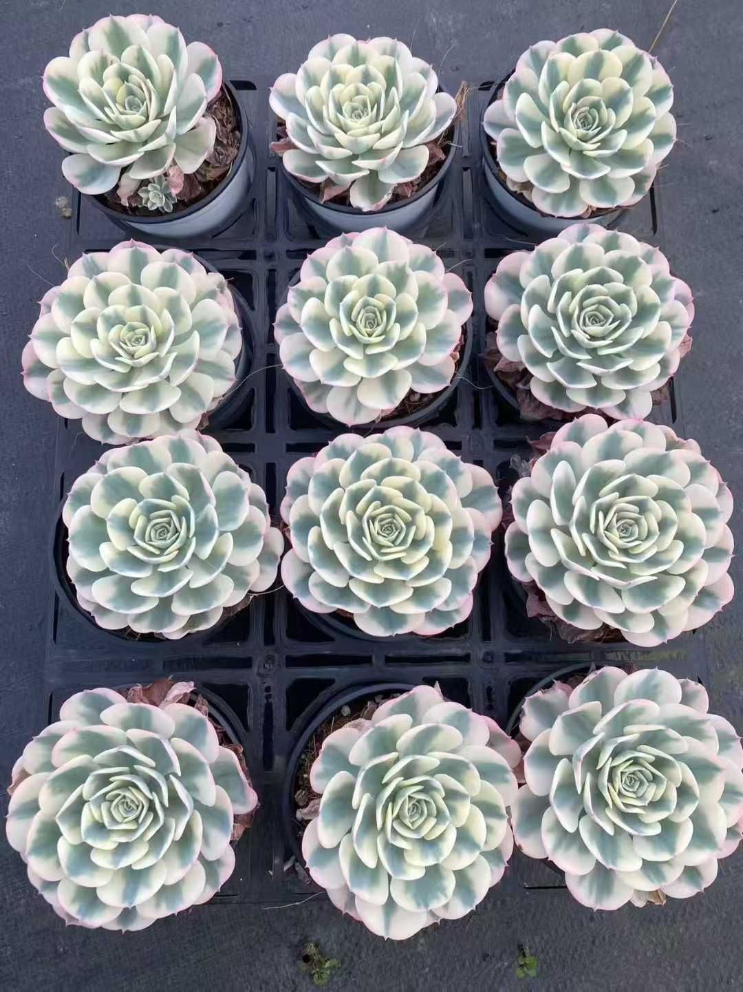 WBLHF2145×24 ギョクチョウニシキ 抜き苗 多肉植物 アエオニウム エケベリア 韓国苗