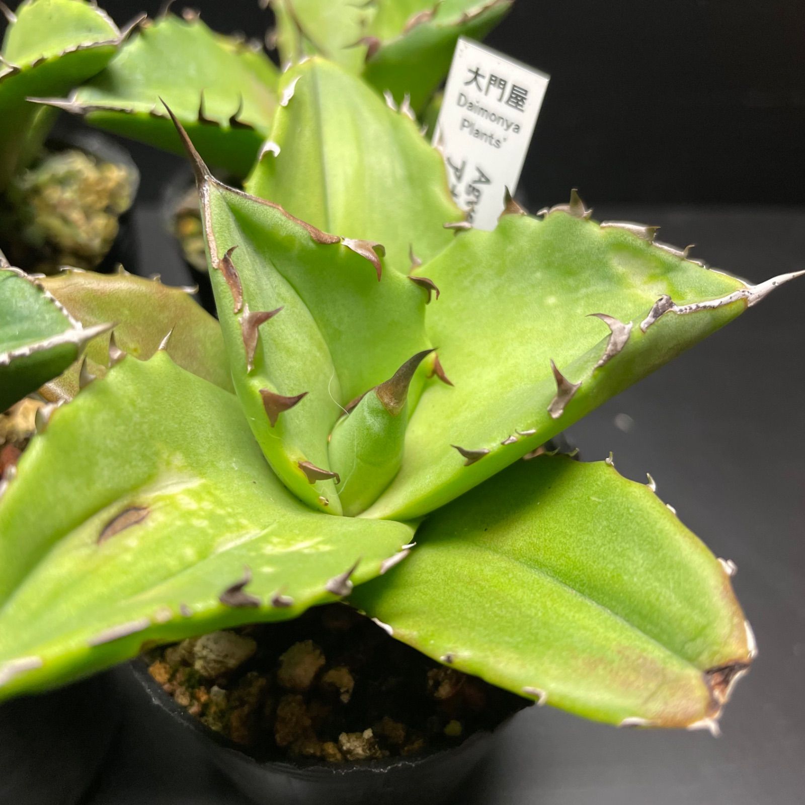 DP014アガベオテロイ実生4株 選抜良株 Agave Oteroi seeding - メルカリ