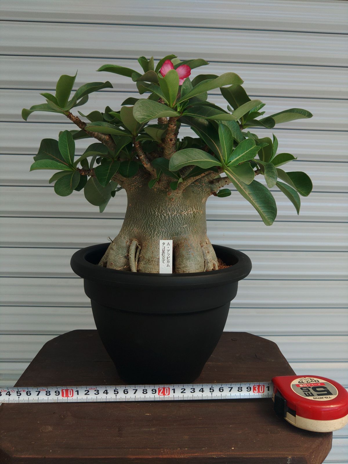 アデニウムアラビカム タコ足仕立て