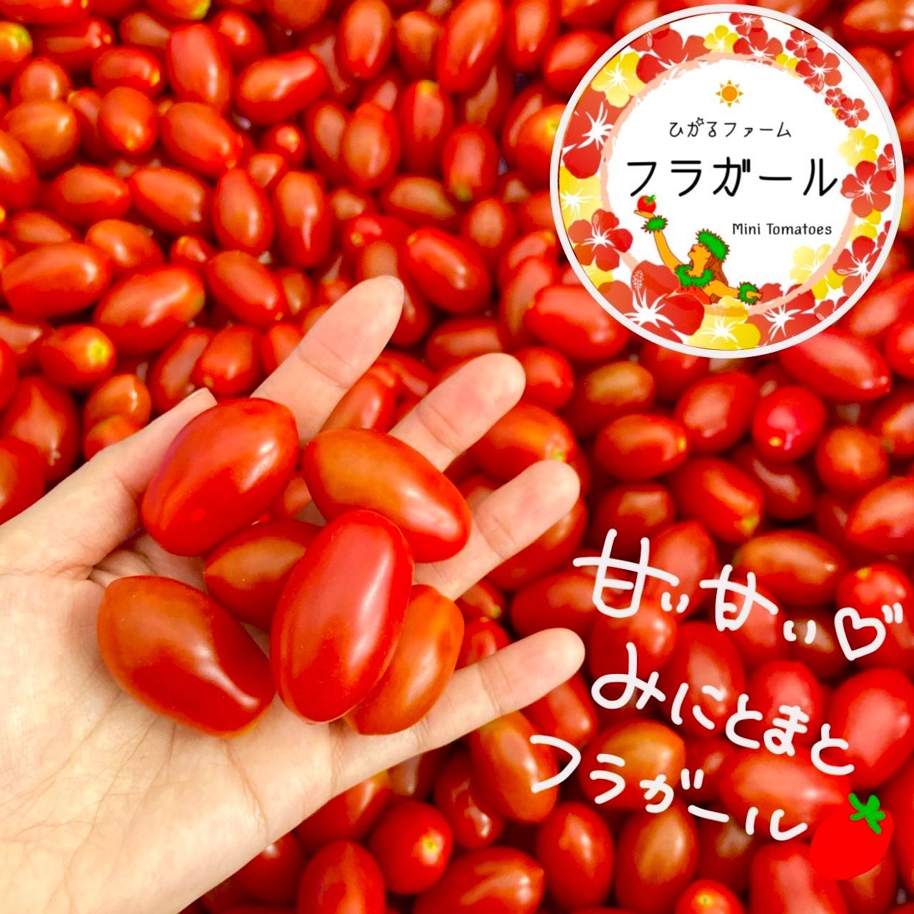 期間限定ラベルレス⭐️甘い♡フラガール100%⭐️ストレートジュース1ケース24本 期間限定ラベルレス⭐️甘い♡フラガール100