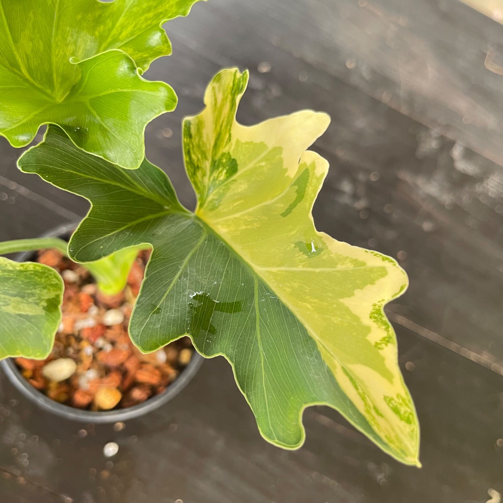 フィロデンドロン　セローム　斑入り フィロデンドロン セローム稀少斑入り(Philodendron selloum