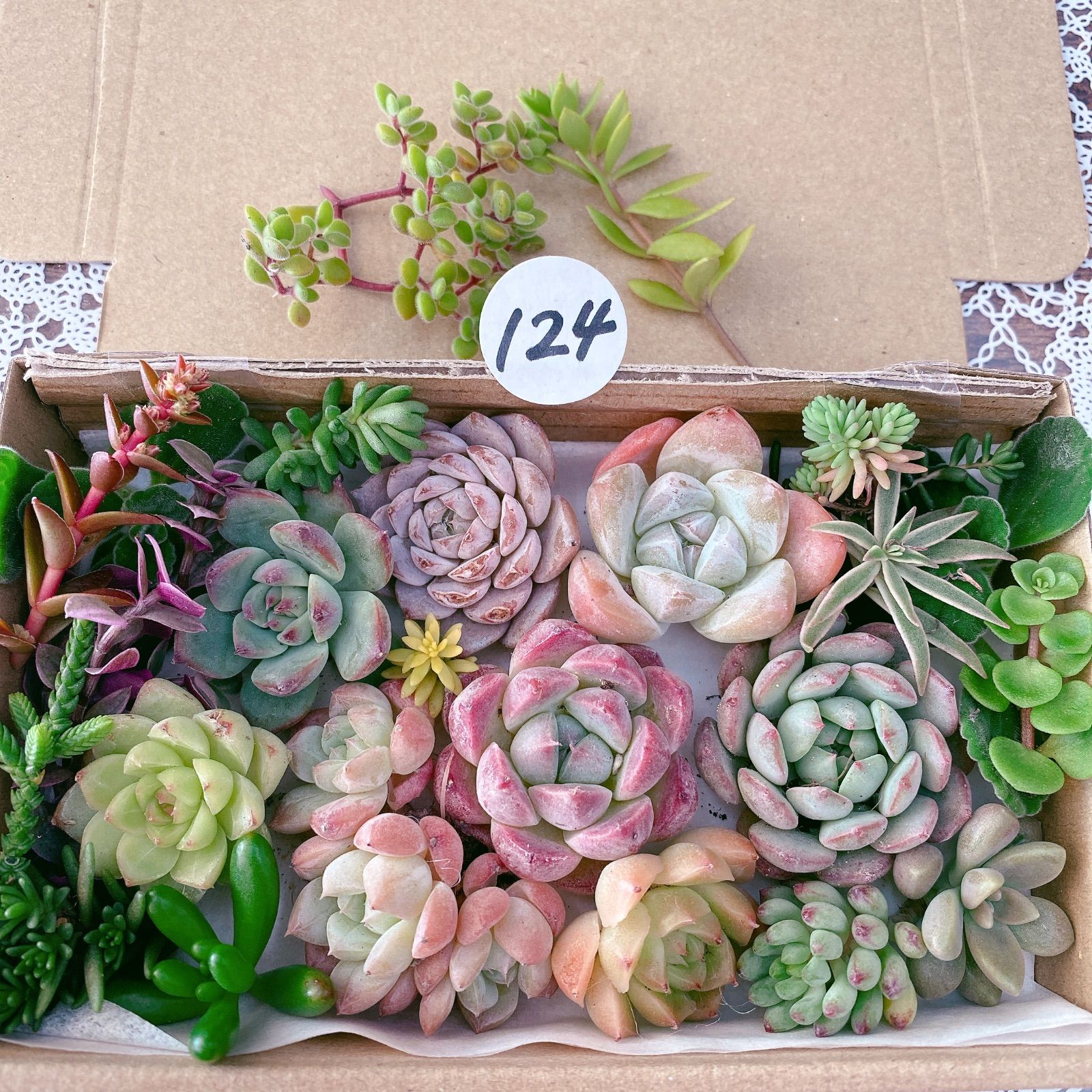 no.184 ぎゅうぎゅう多肉セット　宅急便コンパクトの箱で発送！ no.184 ぎゅうぎゅう多肉セット 宅急便コンパクトの箱で発送