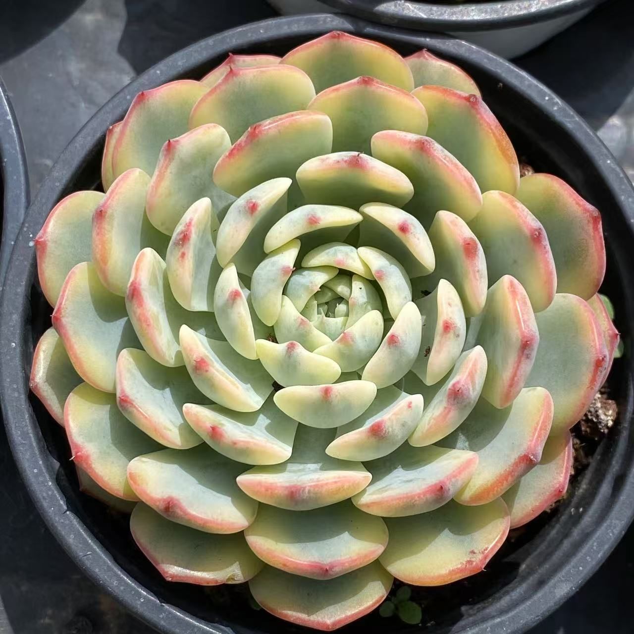 抜き苗 姫蓮錦 ZM1575×35株 ふっくら 多肉植物 エケベリア