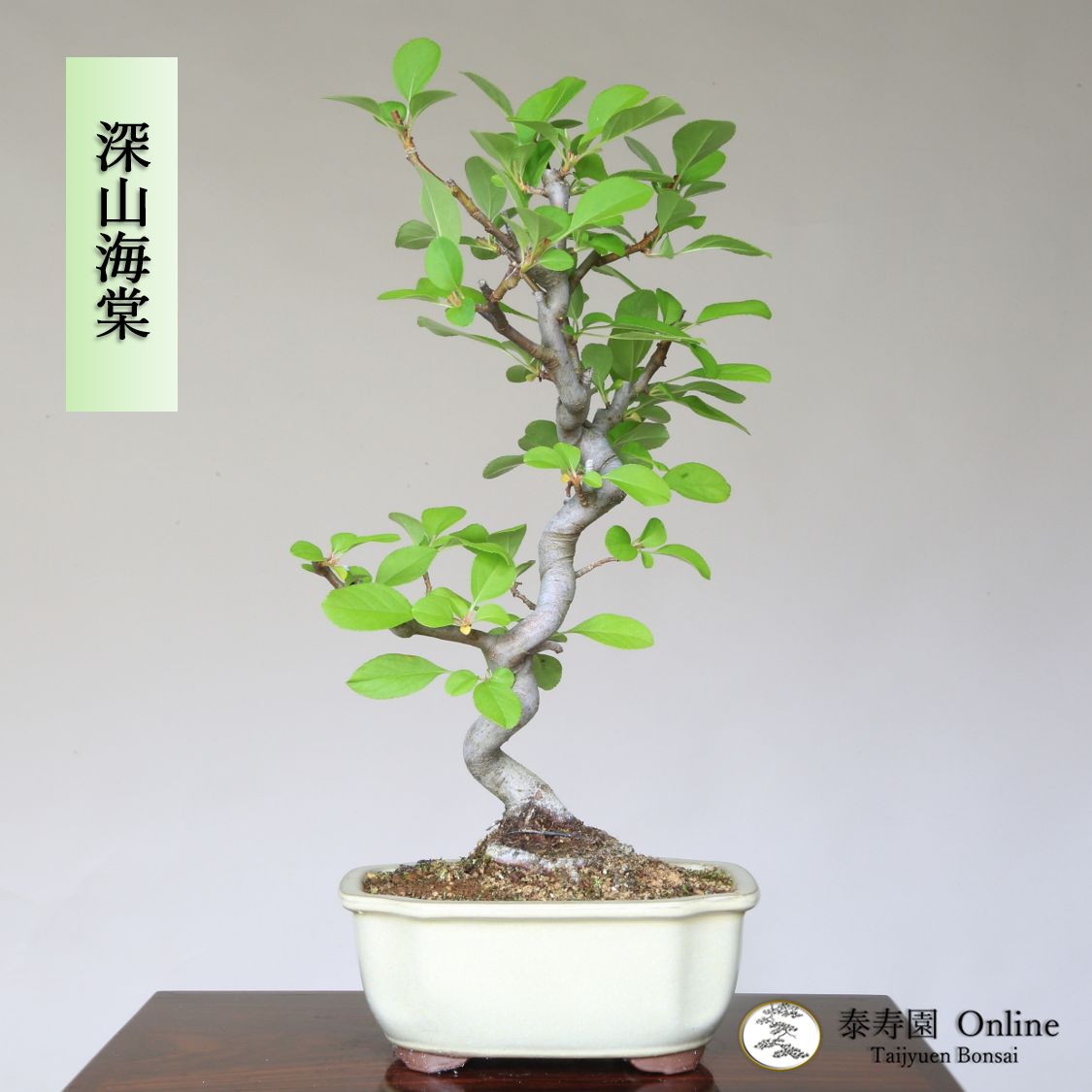 盆栽 ミニ盆栽 海堂 カイドウ 真柏 黒松 五葉松 盆栽 ミニ盆栽 海堂 カイドウ 真柏 黒松 五葉松 bonsaiukiyoe