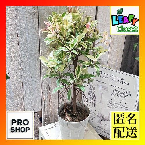 観葉植物 ガジュマル 斑入り 5号(個体おまかせ1鉢) フィカス ゴムノキ ゴムの木 インテリアグリーン 室内園芸 オシャレ カワイイ 可愛い -  メルカリ