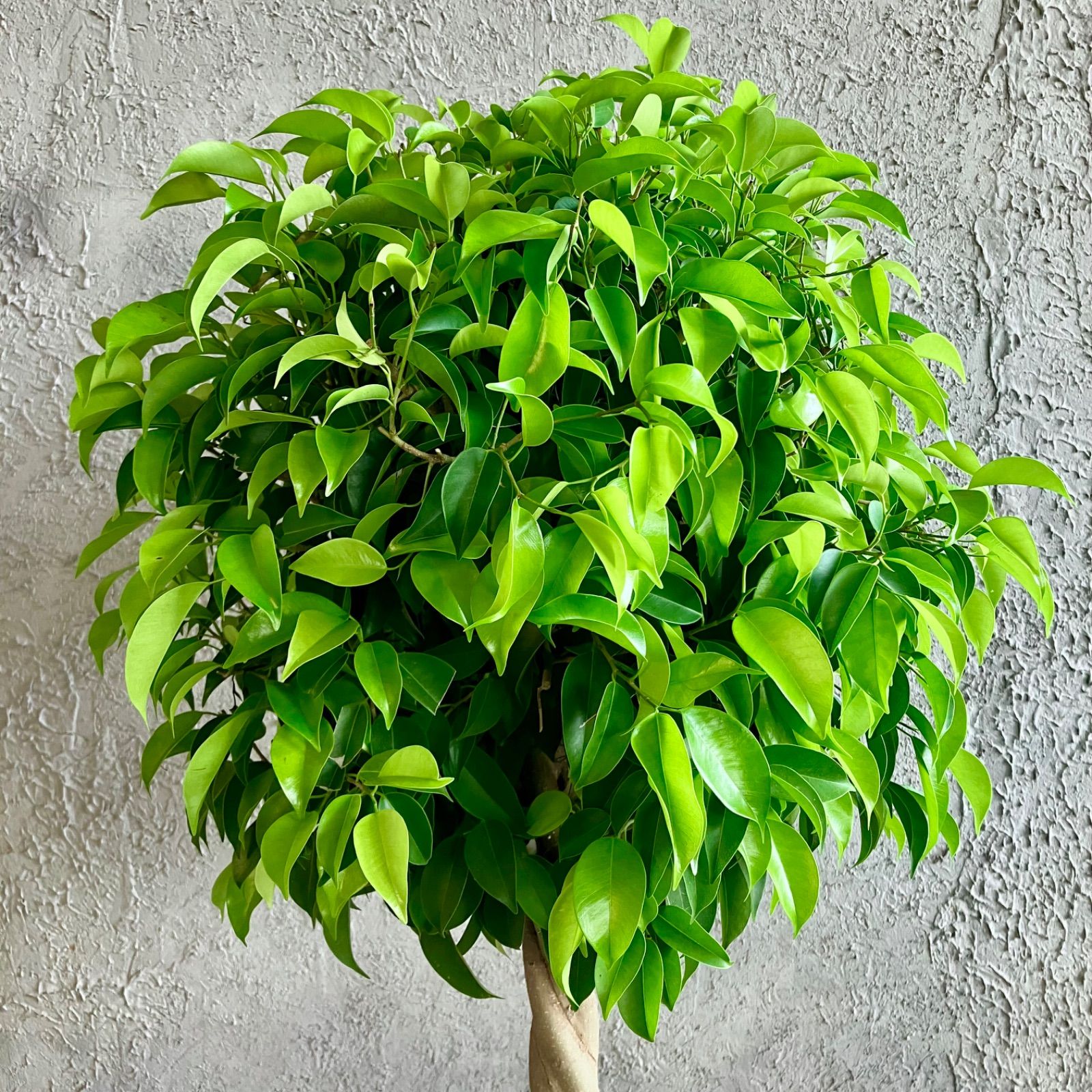 ① フィカス ベンジャミナ ネジリ仕立て 極太 特大苗木最高等級 極上品