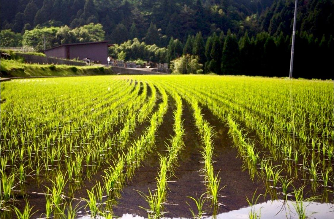 たぬきさんちのお米 新潟県産(令和4年)コシヒカリBL10kg