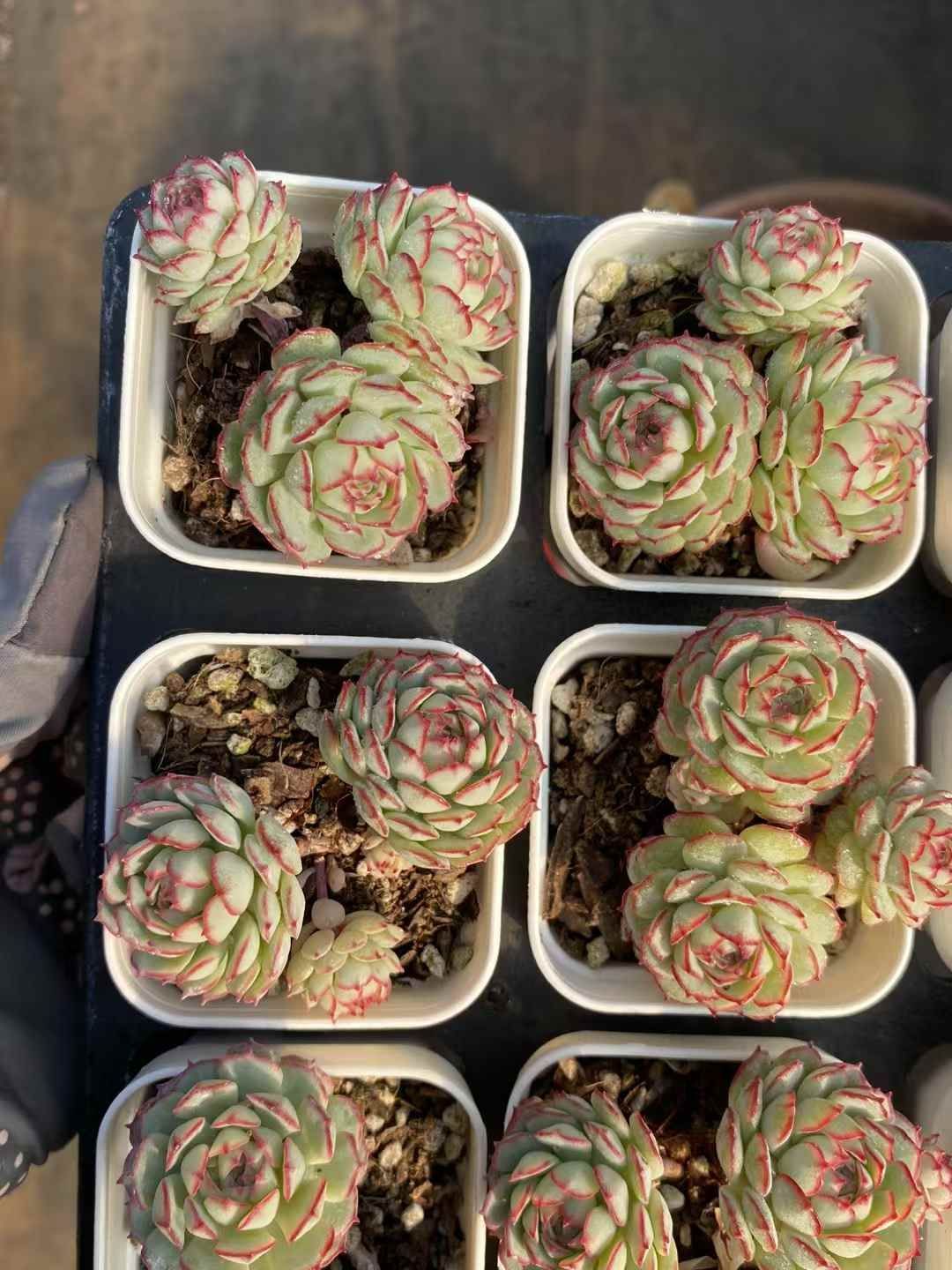 抜き苗 レッドアンバー QS1061×40株 ふっくら 多肉植物 エケベリア