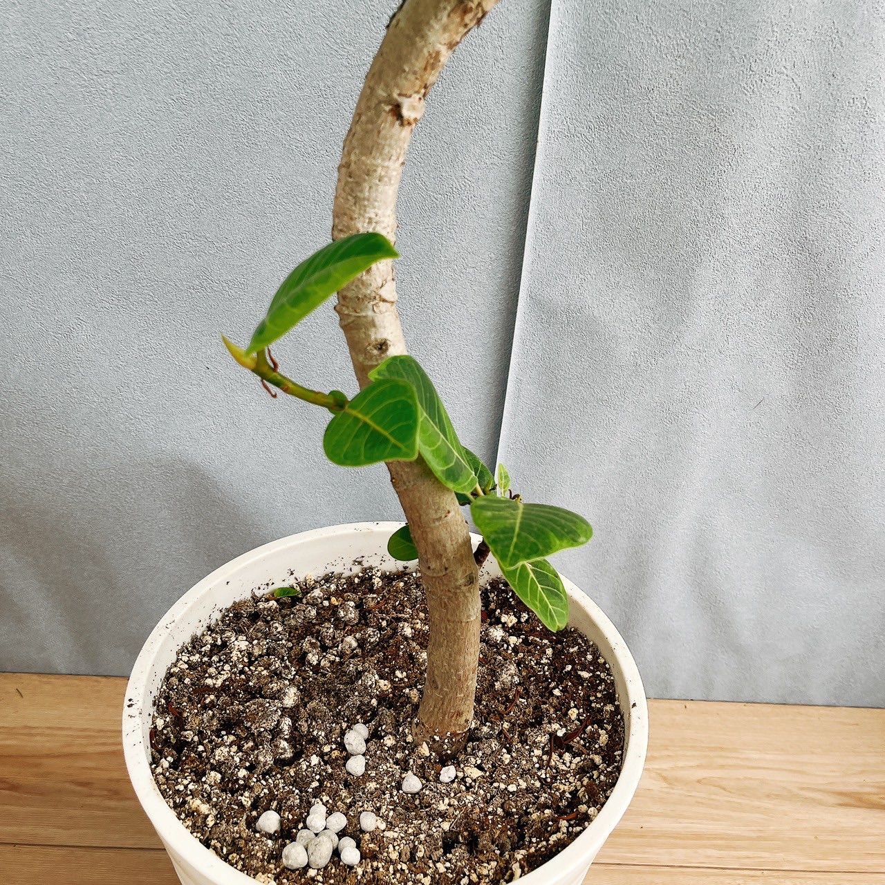 専用※ フィカス アルテシマ 大型 3【現品】観葉植物 室内 現品