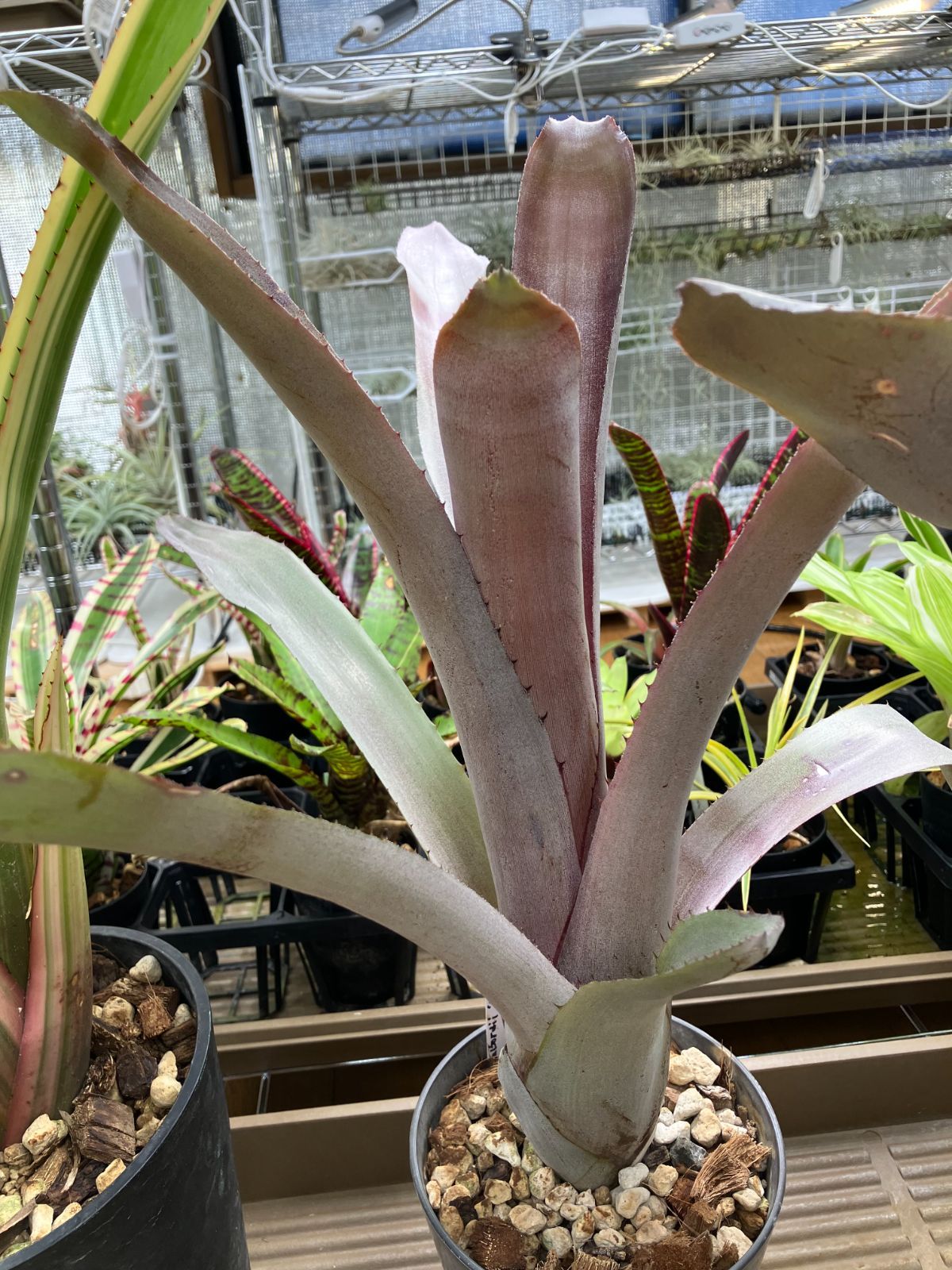 エクメア ムルフォーディ マルバ　1 エクメア・ムルフォーディ【マルバ】 Aechmea mulfordii 'Malva