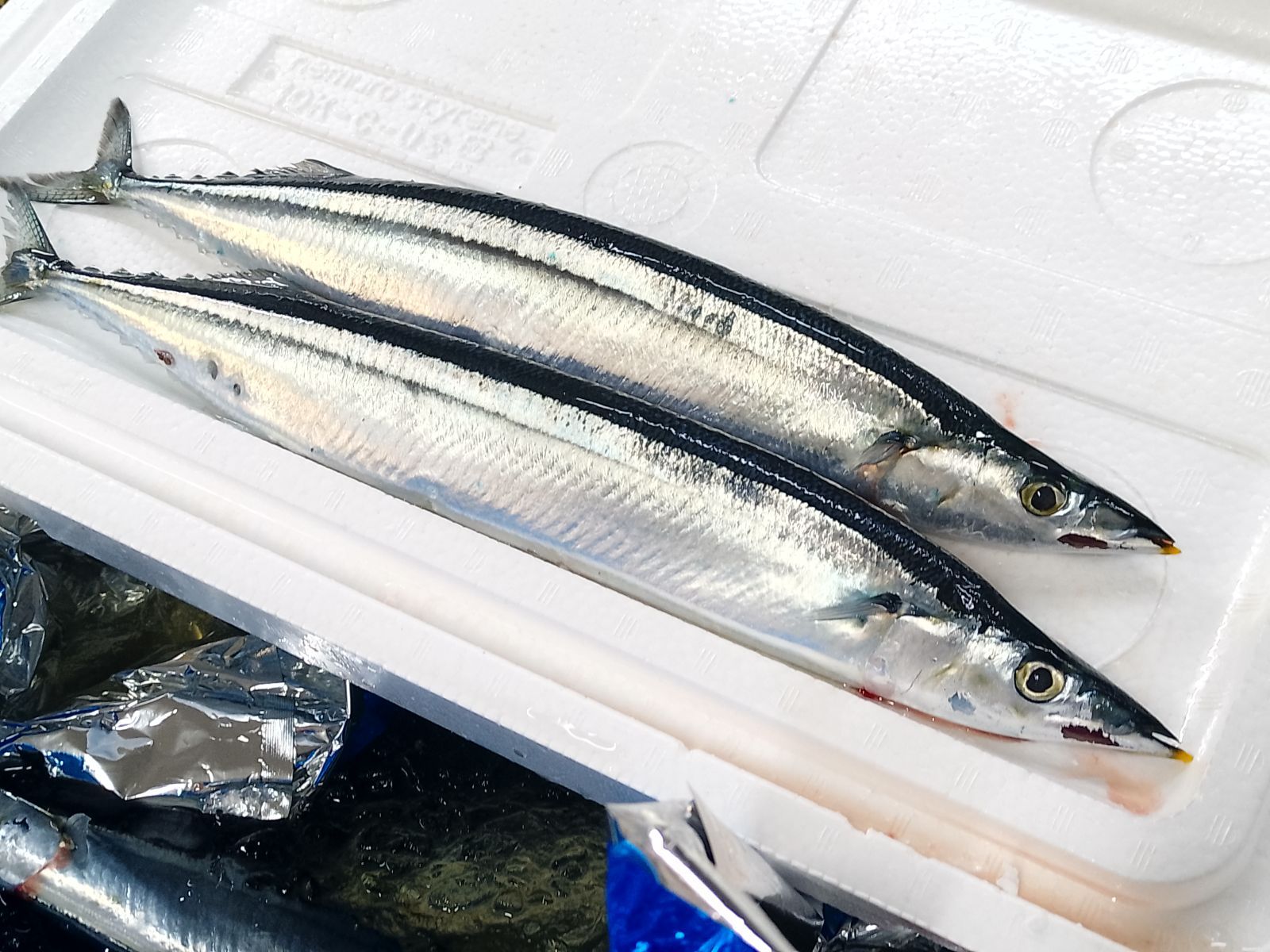 超超超特大秋刀魚 刺身用 4k特大