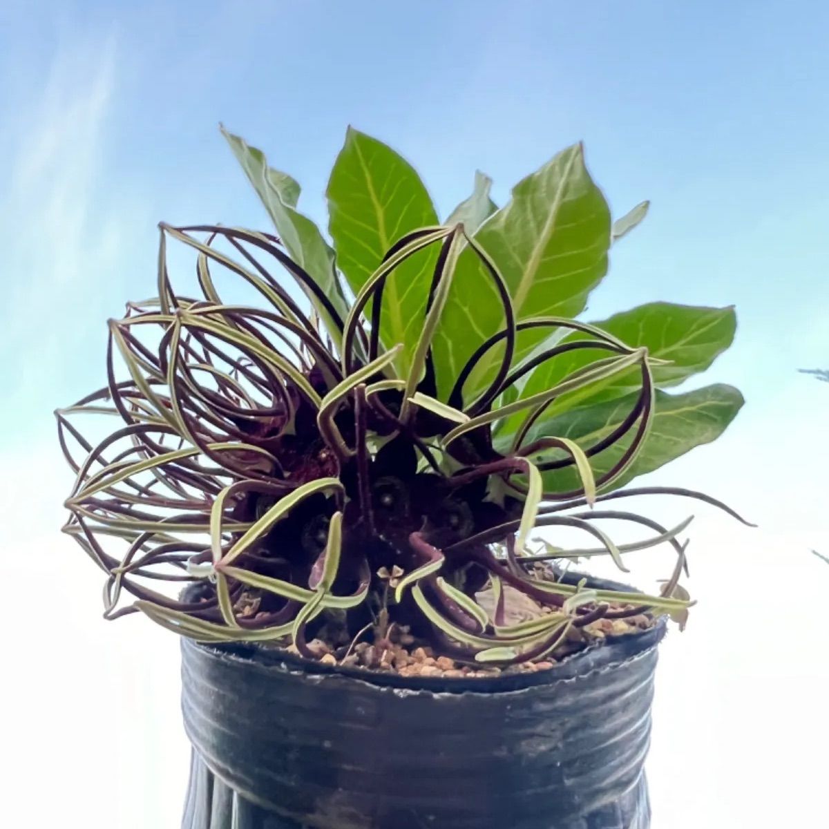 限定出品 白兎神社限定縁起物 干支 特大 因幡の白兎 メルカリのみ出品