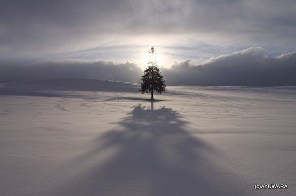  アートフォト 絵画 ツリーの木の夕日5 高橋真澄 インテリア 額入り 額装込 風景画 油絵 ポスター アート アートパネル リビング 玄関 プレゼント モダン アートフレーム 飾る Mサイズ おしゃれ 壁掛け 絵 写真 その他