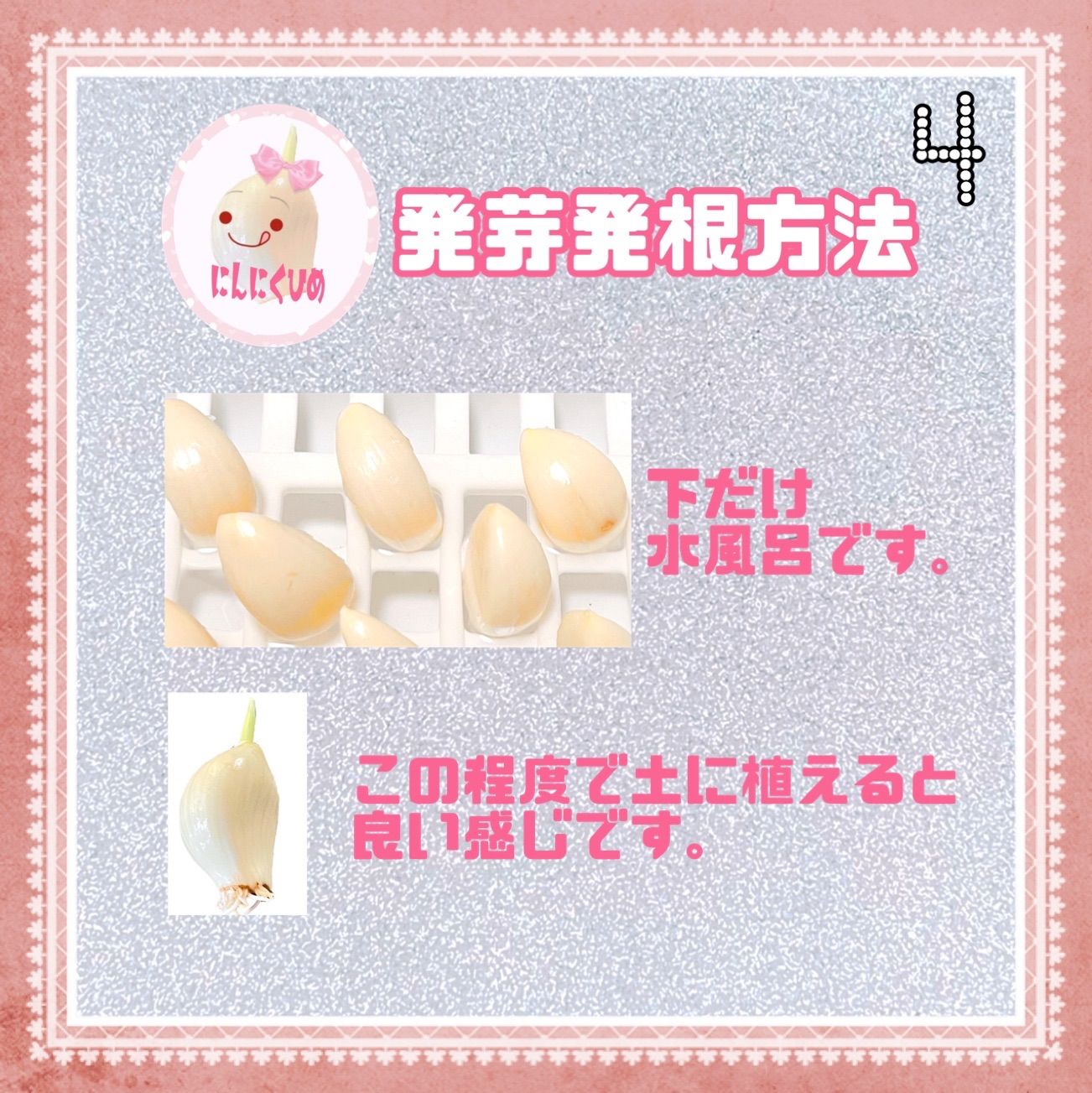 36球分　金郷種　最強かも？　食用兼用　バラシて即出荷　にんにくひめ　にんにく 9球分 金郷種 最強かも？ 食用兼用 バラシて即出荷 にんにくひめ