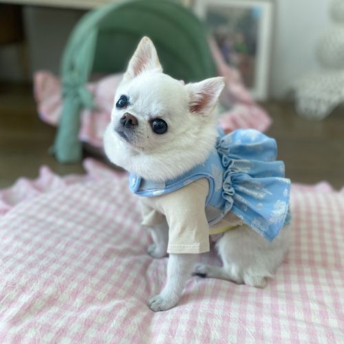 louisdog