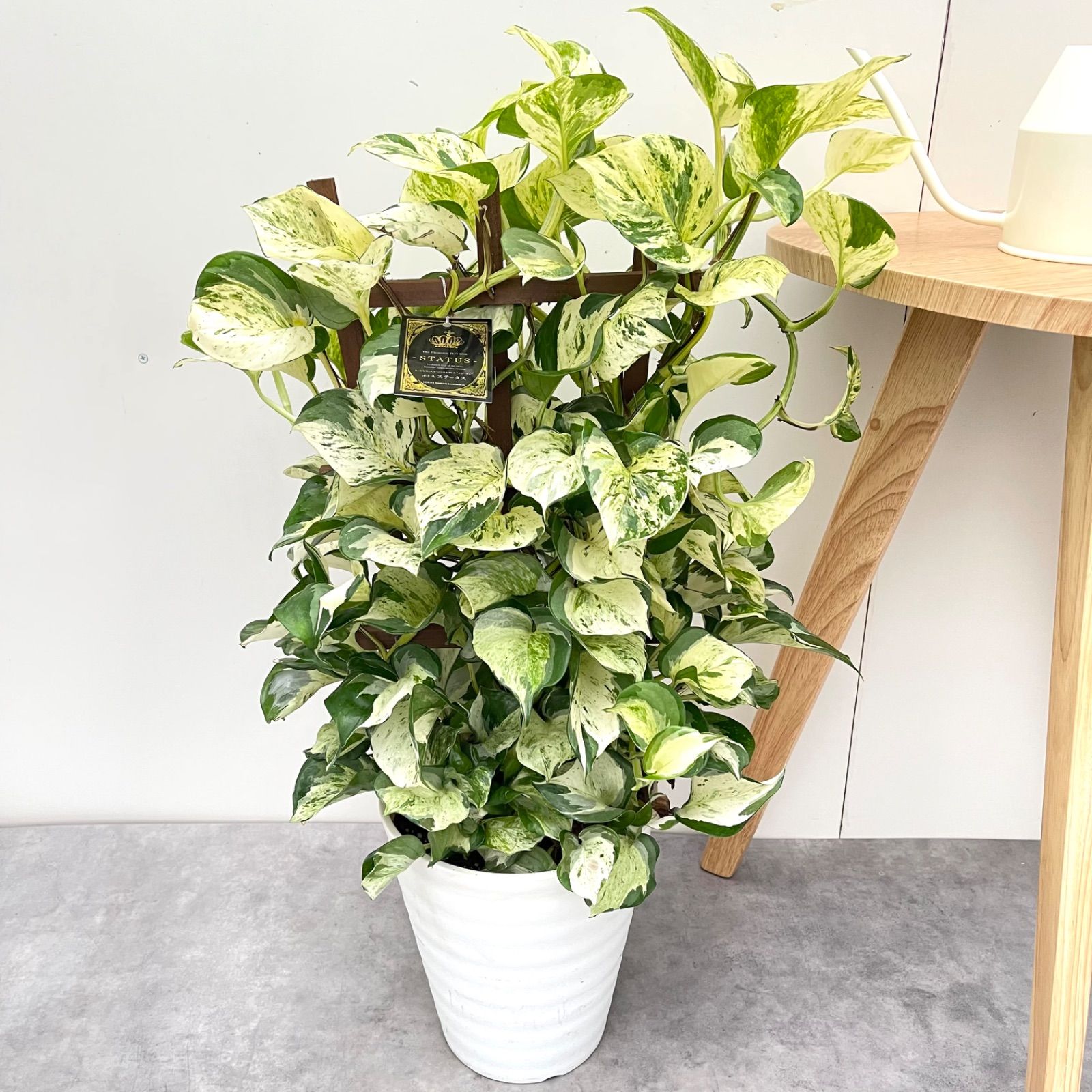 ポトス ステータス 2【現品】☆希少☆ 観葉植物 室内 7号 7号 鉢 サイズ