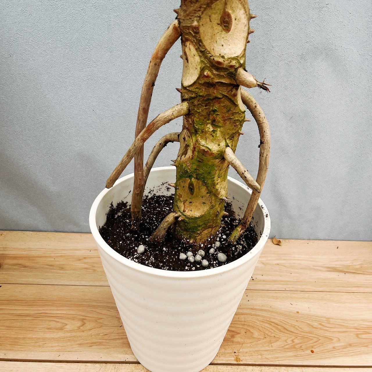 1 セローム 8号 幹上がり 観葉植物 個性的