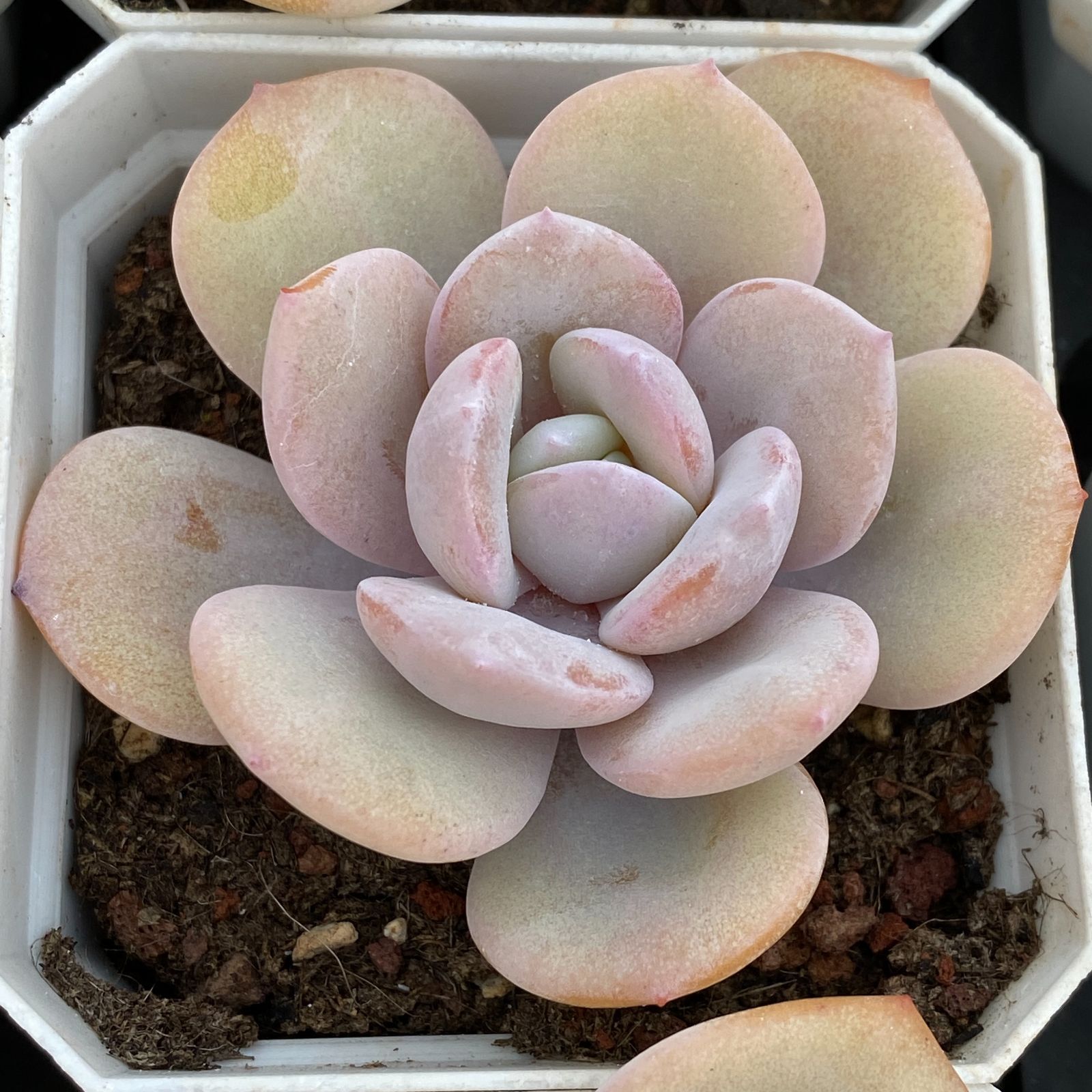LB1331×50 マッチャ 抜き苗 多肉植物 アエオニウム エケベリア 韓国苗