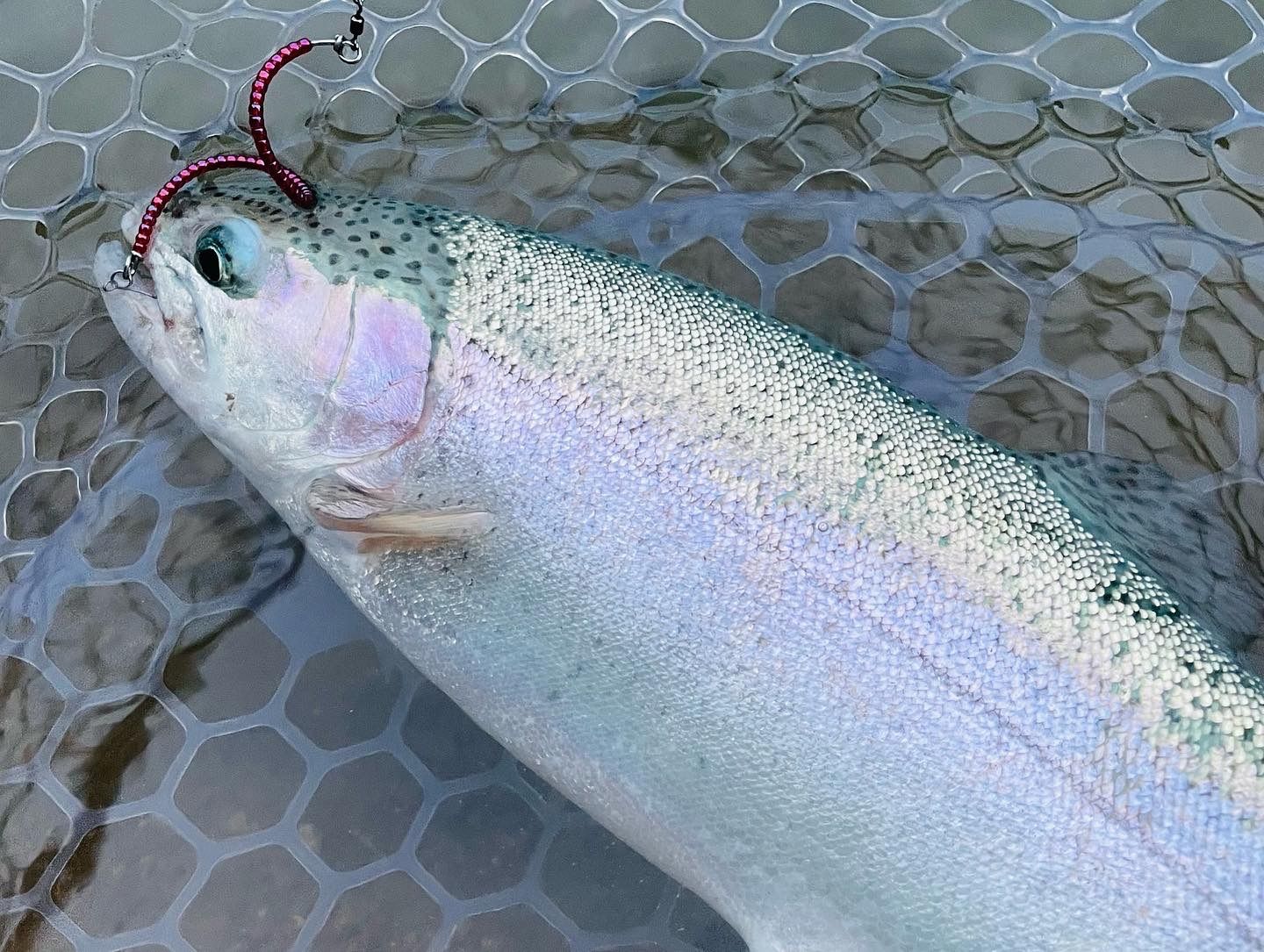【らーてりっち】管釣り　エリアトラウト 海鱒スパイラルtrigger らーてりっち様専用】管釣り エリアトラウト 海鱒スパイラル